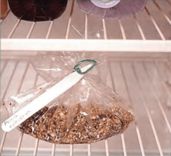 Everything You Need to Know About Growing Trees From Seeds