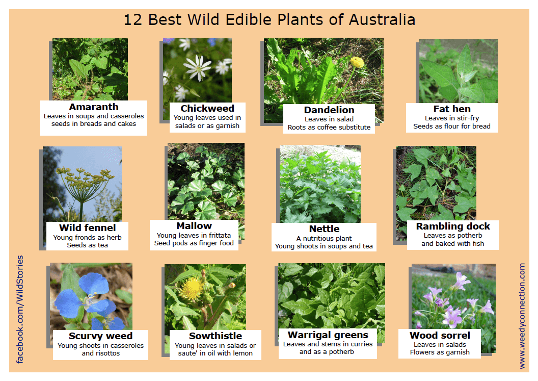 Best Wild Plants Permaculture Central Coast