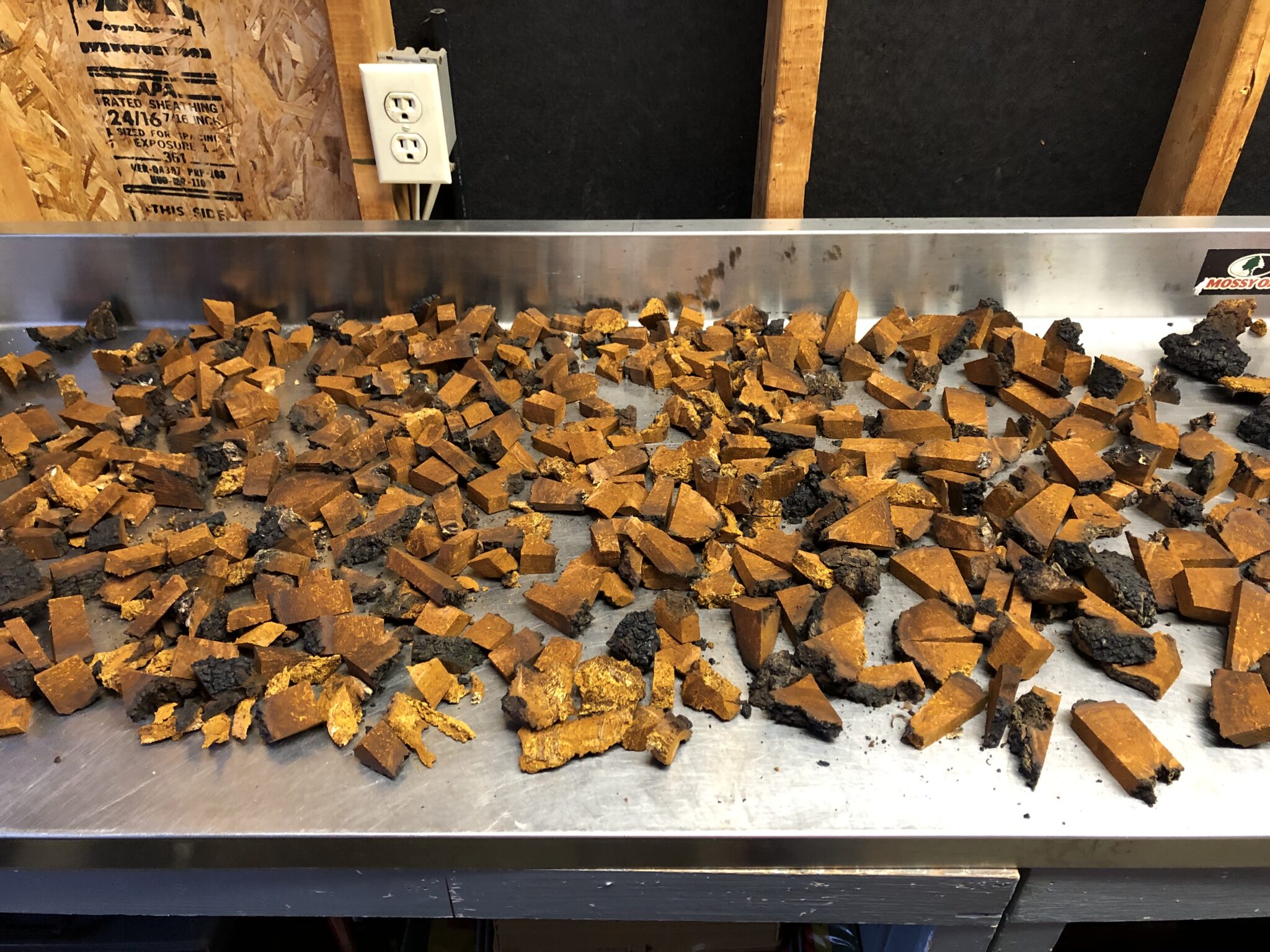 How to Find and Harvest Chaga Mushroom PermacultureFX