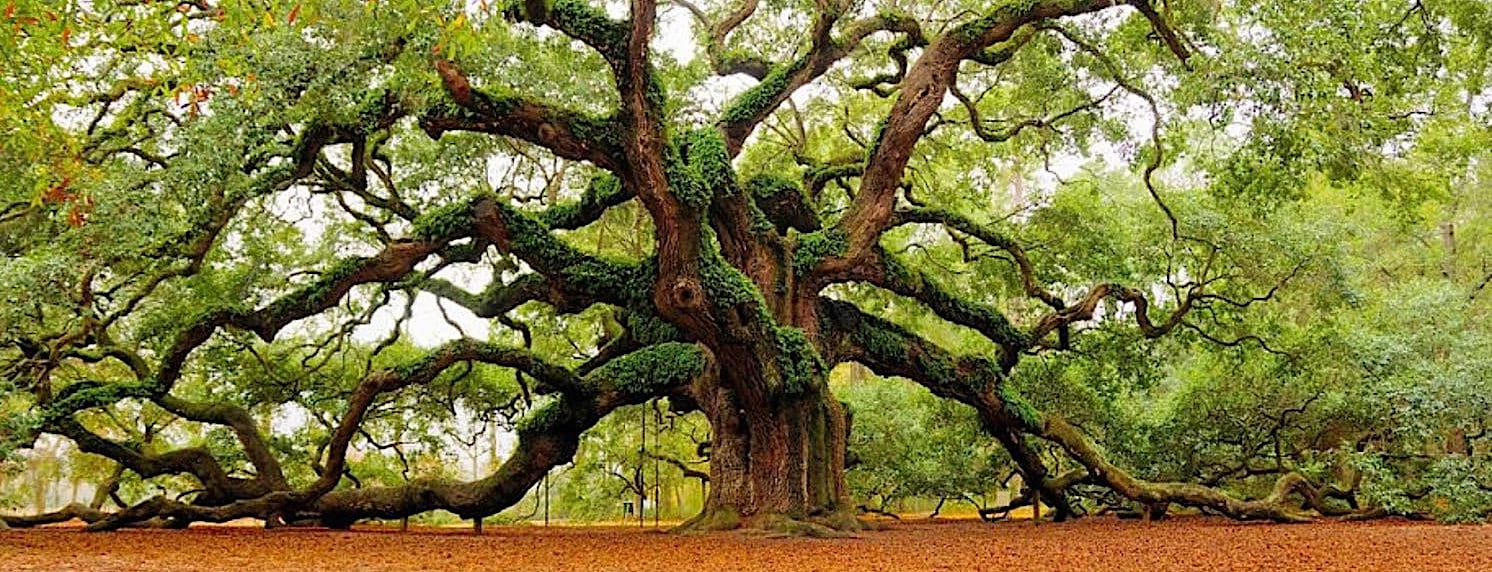 What to Plant Under an Oak Tree in Florida PermacultureFX