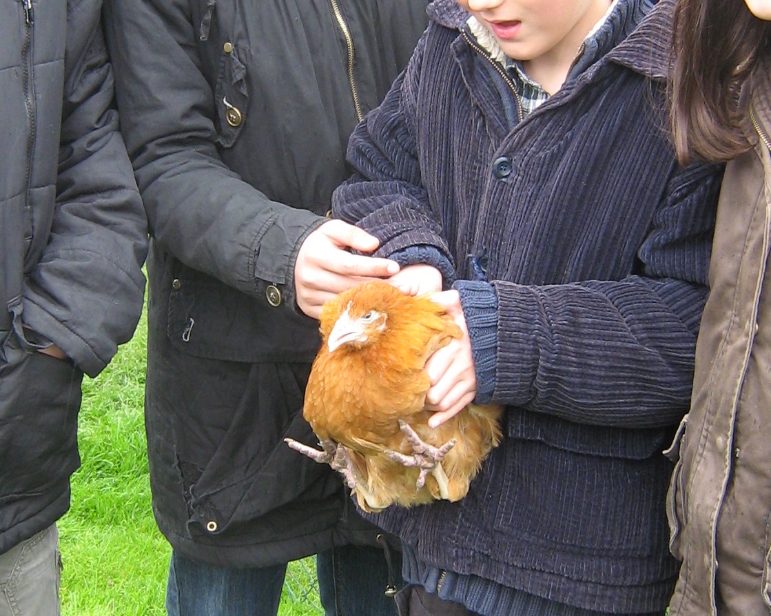 Chicken Research Permaculture in Progress