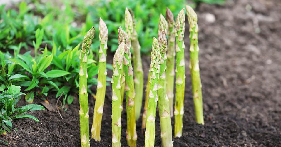 Growing Plants in Mediterranean Climates