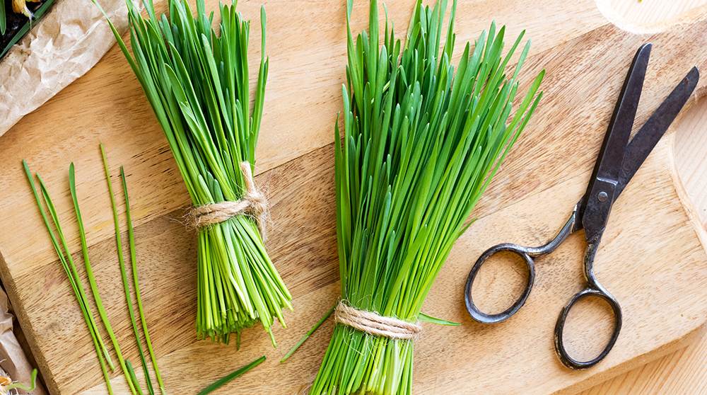 How to Grow Wheatgrass Permaculture Plants