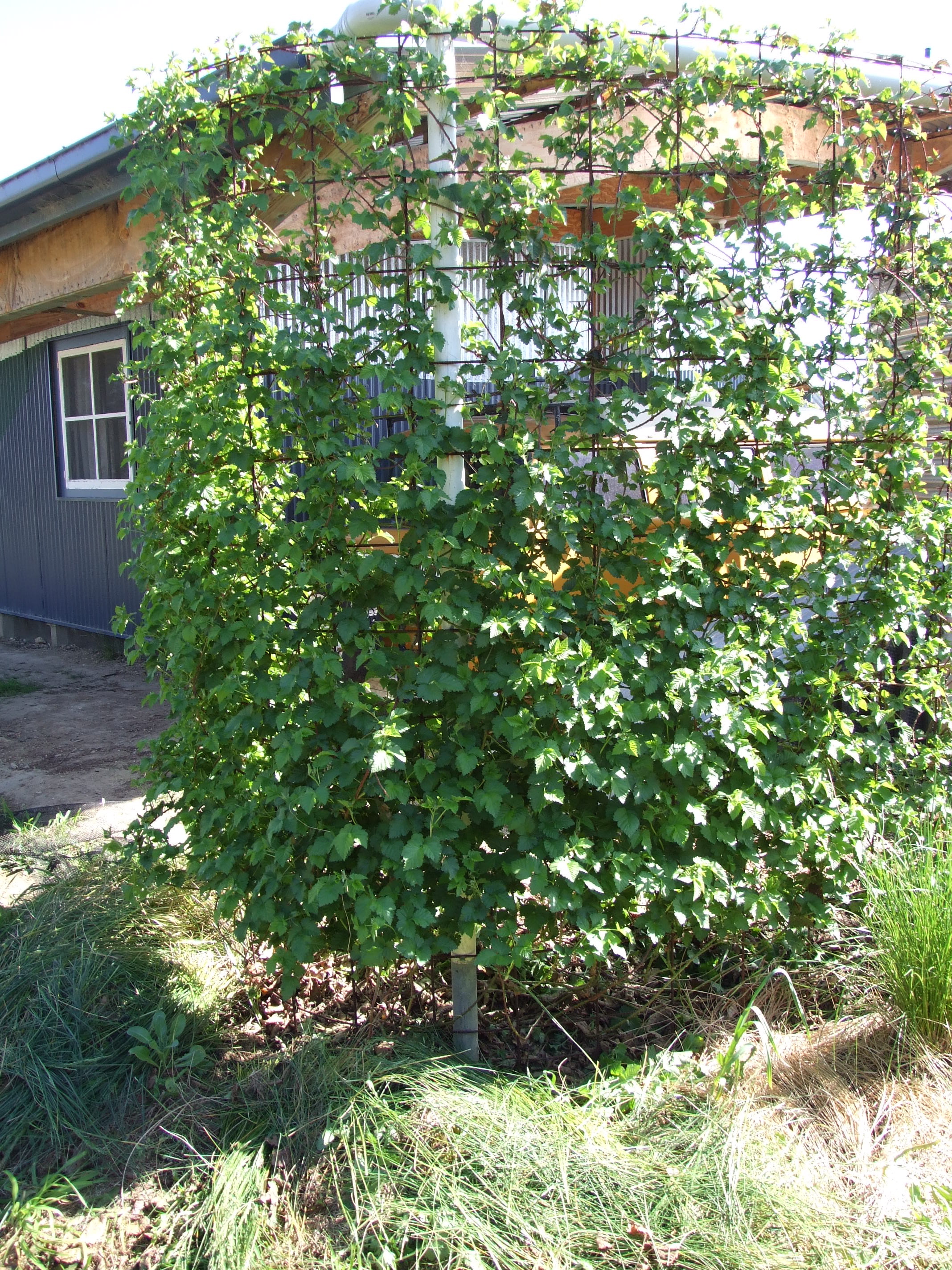 Maximising yield from Boysenberries Permaculture Principles