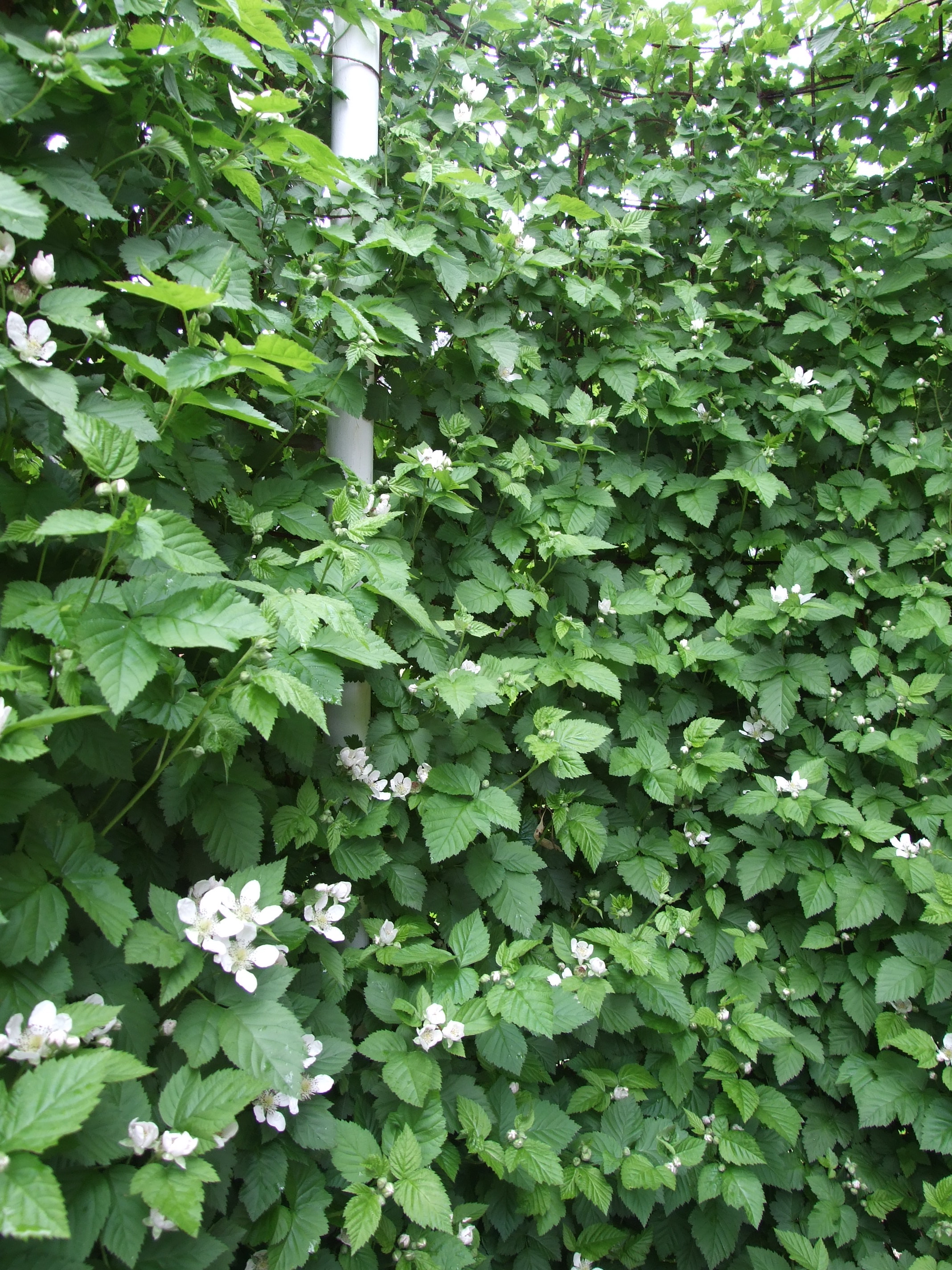 Maximising yield from Boysenberries Permaculture Principles
