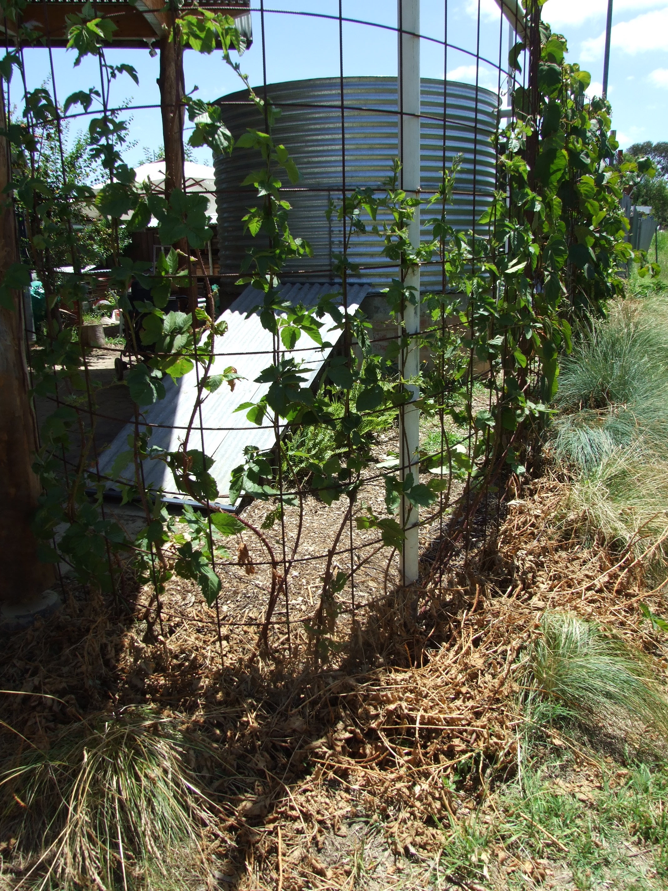 Maximising yield from Boysenberries Permaculture Principles