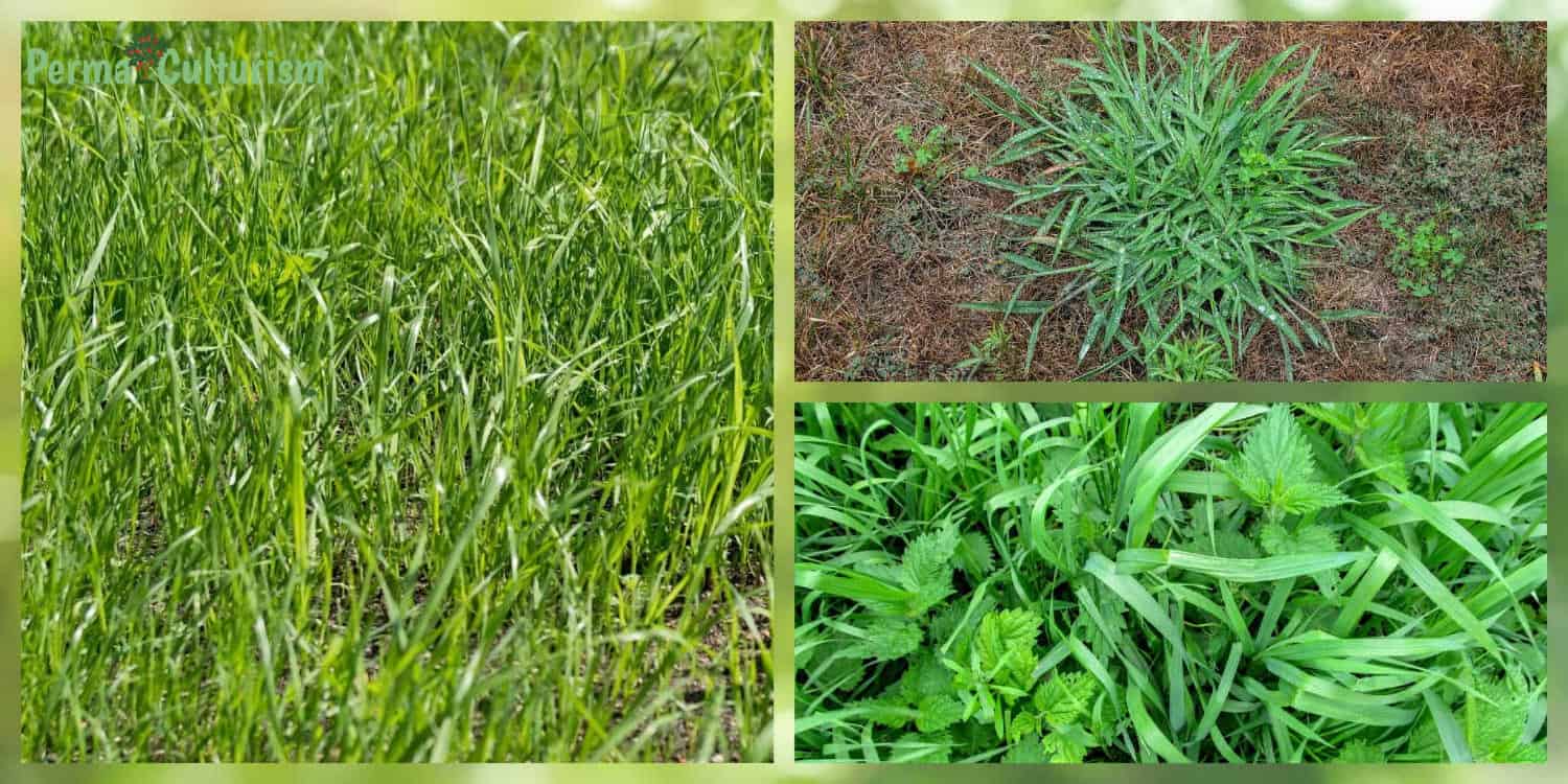 15 Best Way to Clear Large Area of Weeds Organically