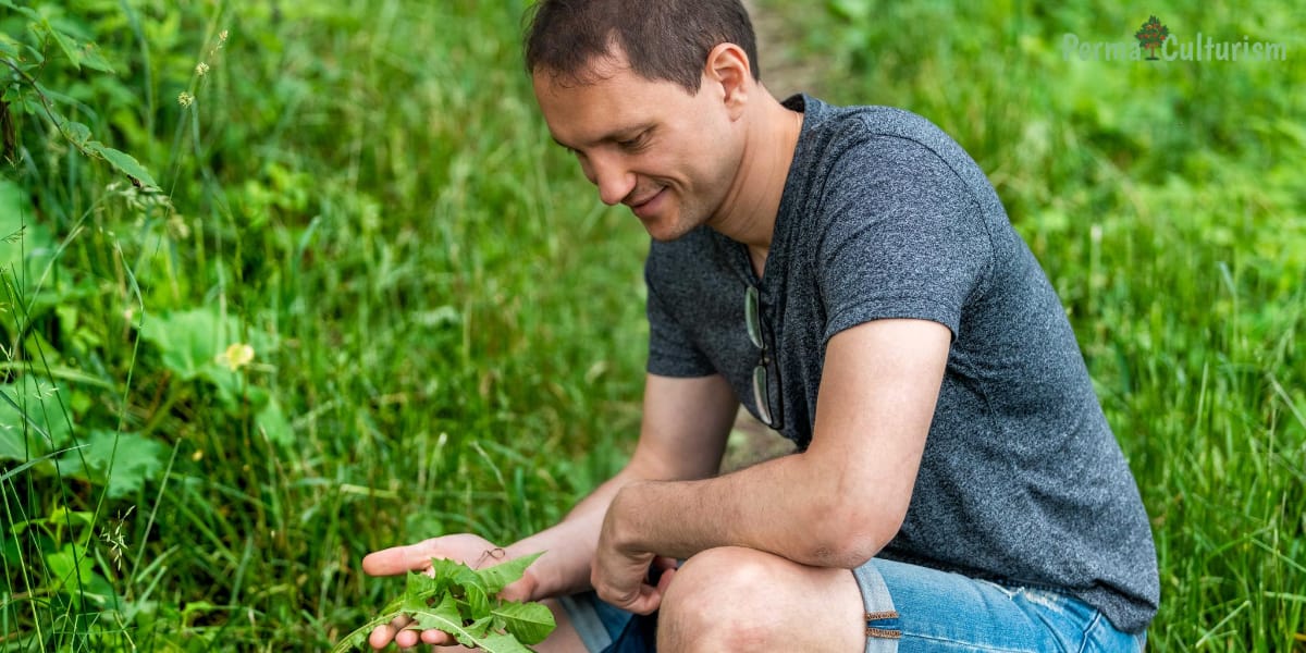15 Best Way to Clear Large Area of Weeds Organically