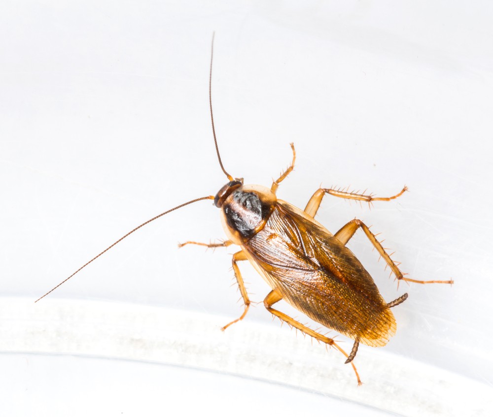4 Most Common Virginia Ticks PermaTreat Pest & Termite Control