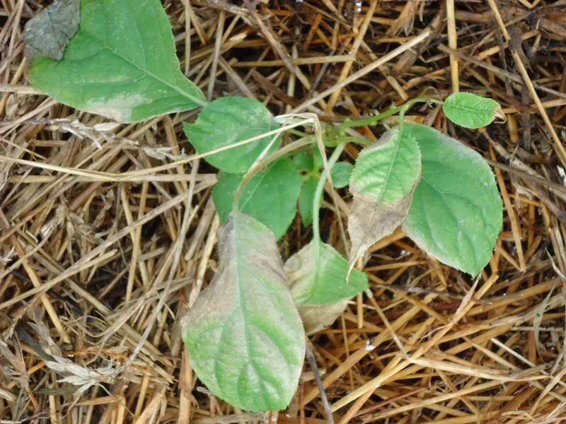 Cold hardy kiwi (Issai) problems (kiwis forum at permies)