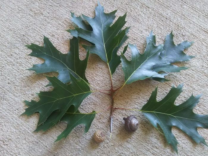 oak tree identification (trees forum at permies)