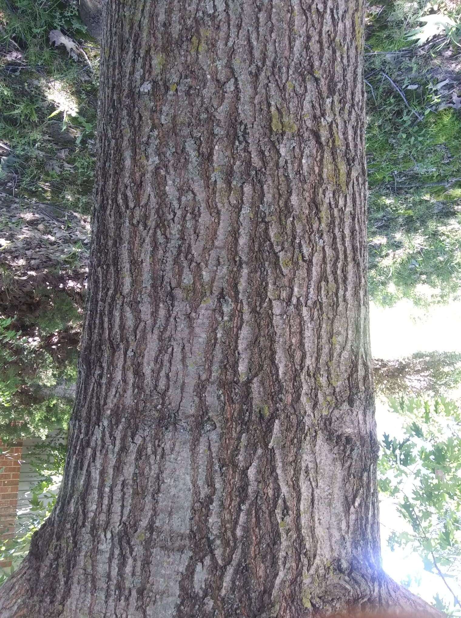 oak tree identification (trees forum at permies)