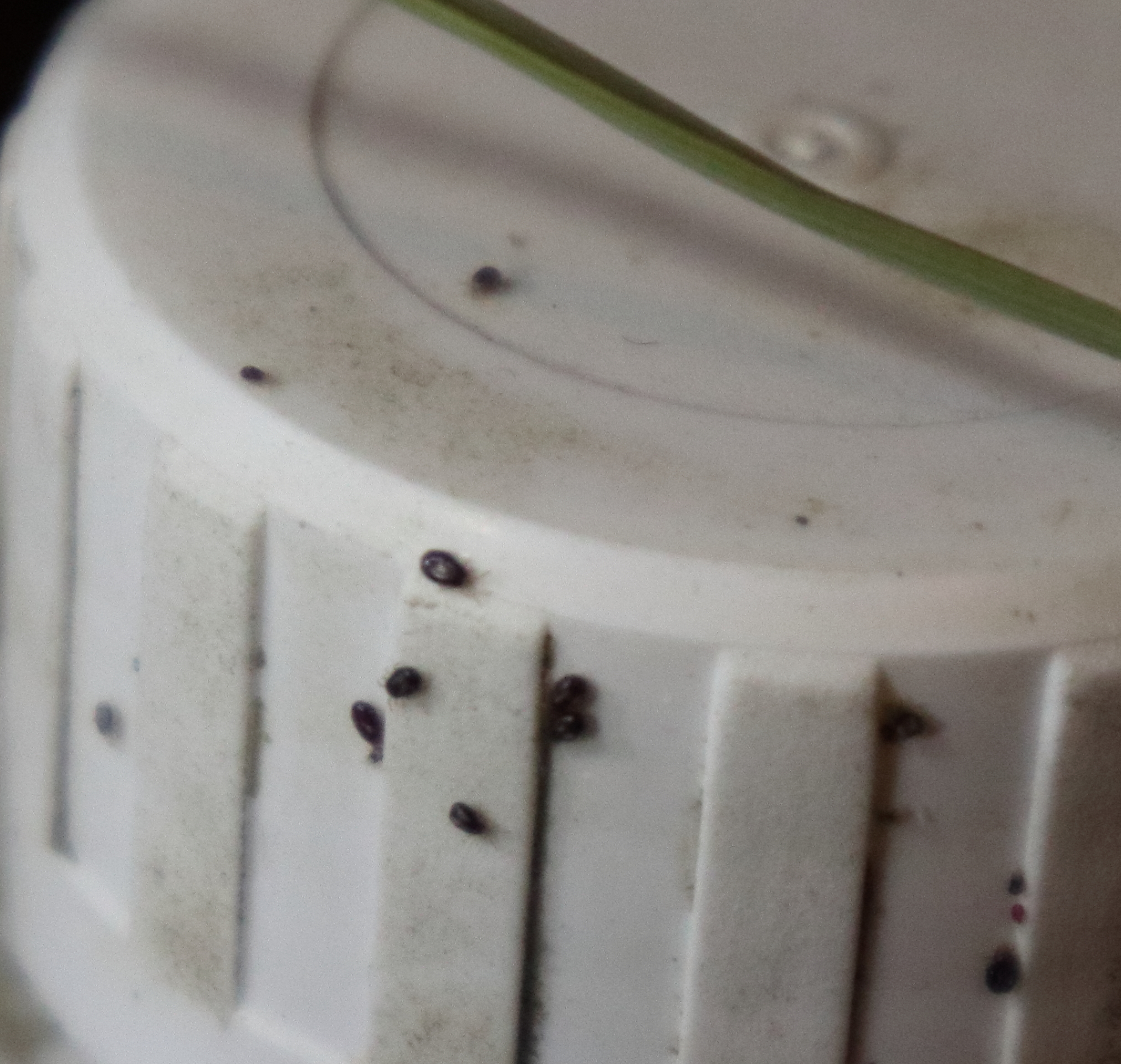 big red neck chicken sick (chickens forum at permies)