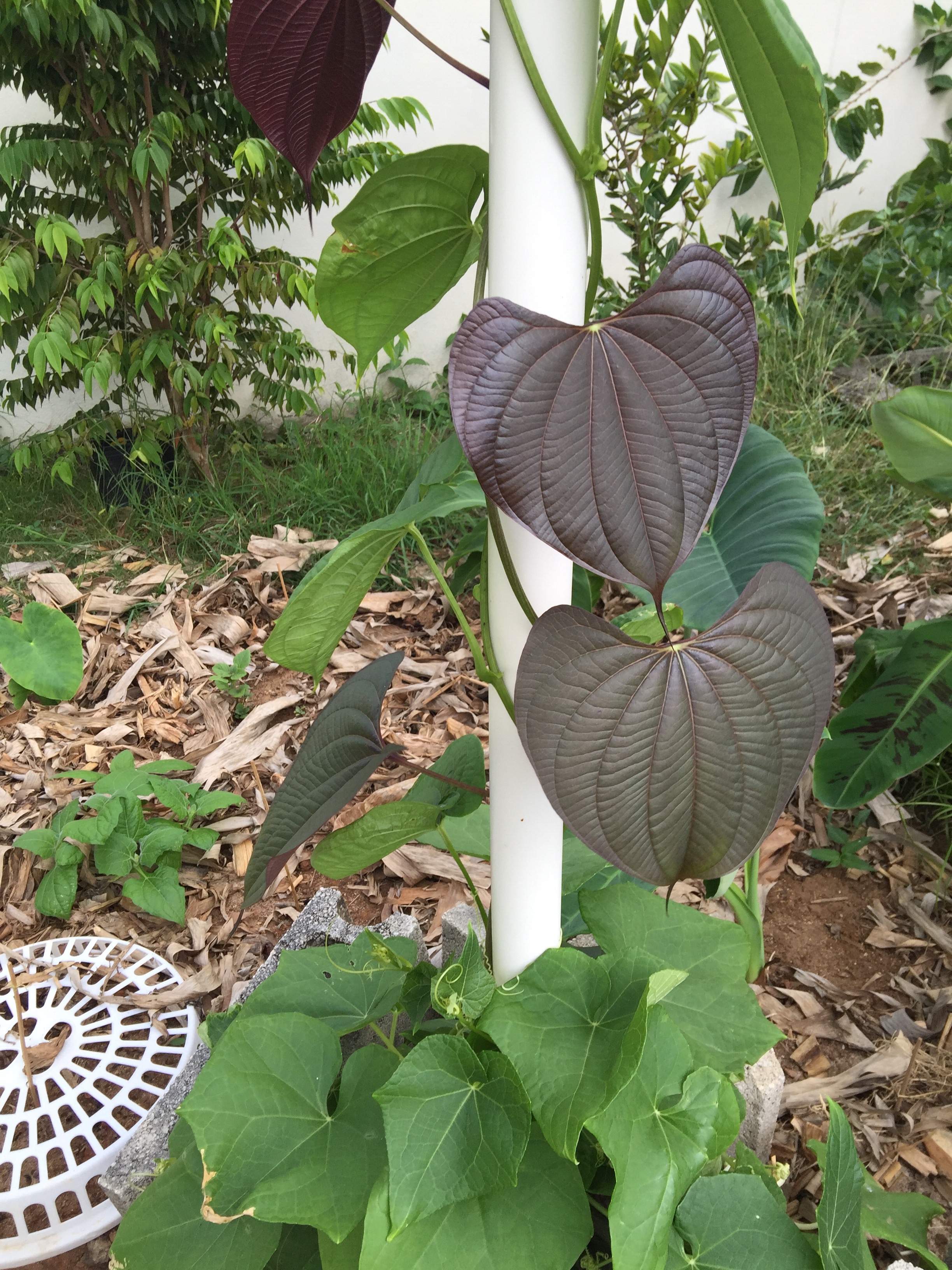 Edible Air Potato (Dioscorea bulbifera) Buy, Sell & Trade (swapping