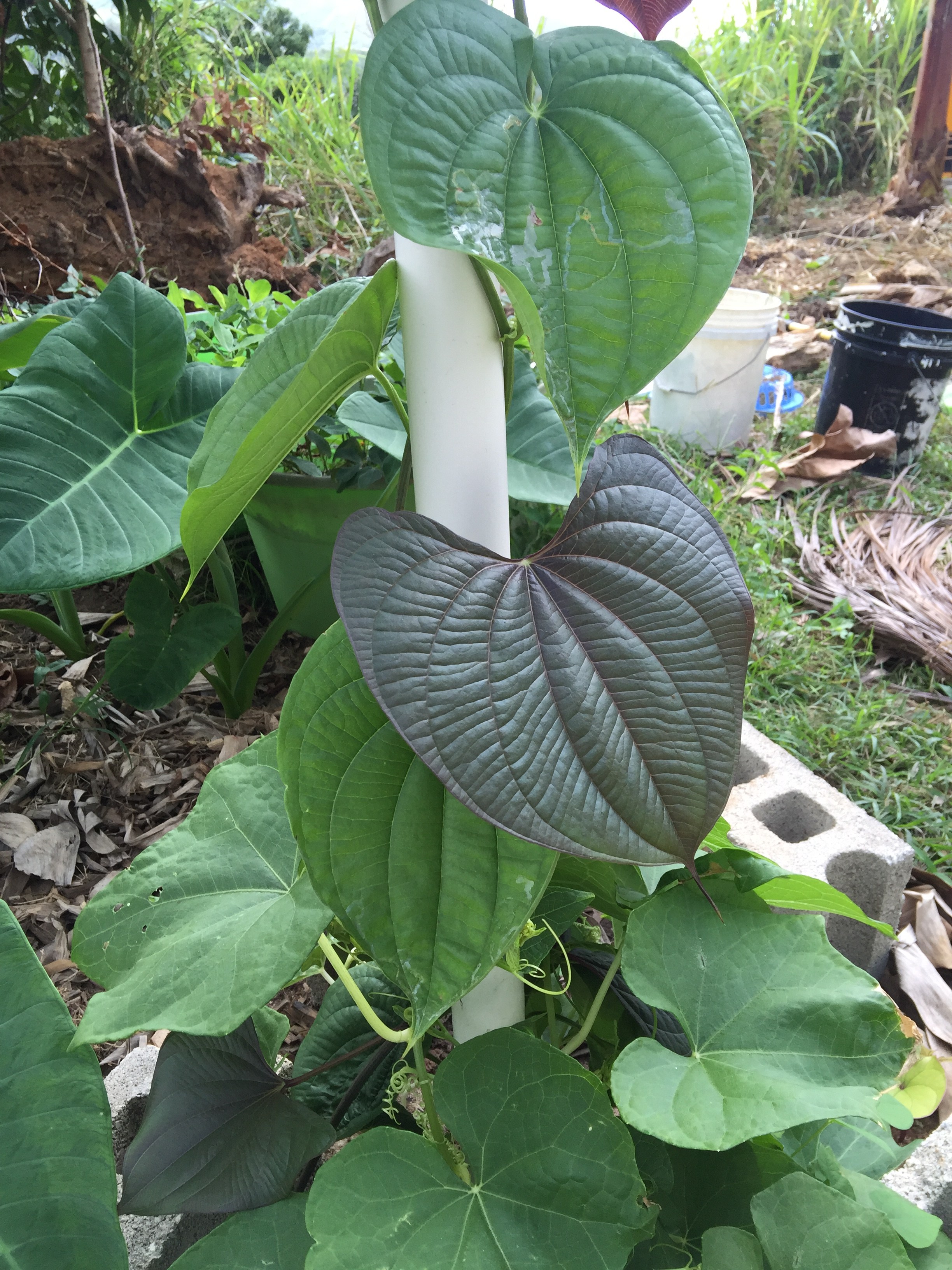 Edible Air Potato (Dioscorea bulbifera) Buy, Sell & Trade (swapping