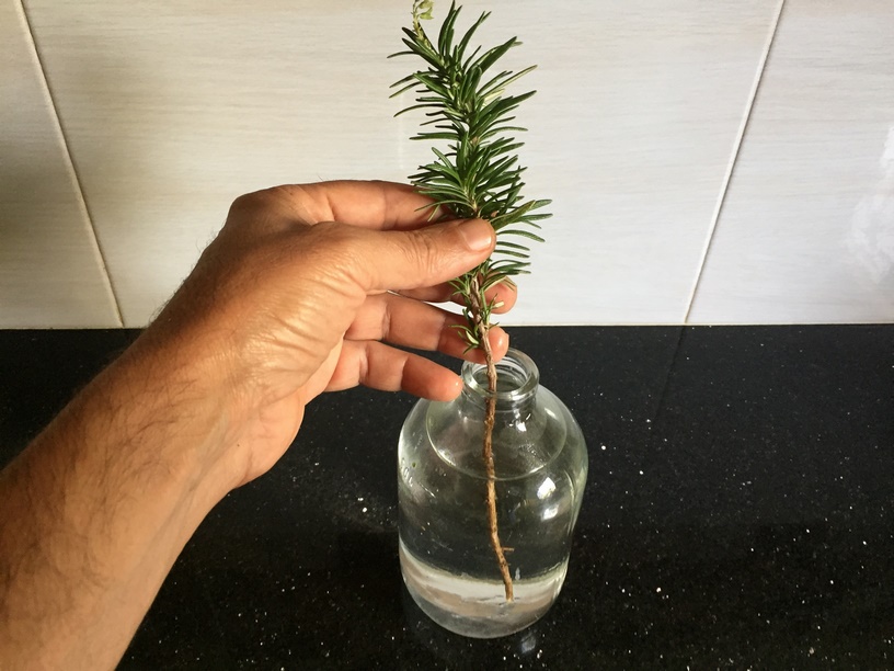 How to Propagate Rosemary in Water (gardening for beginners forum at