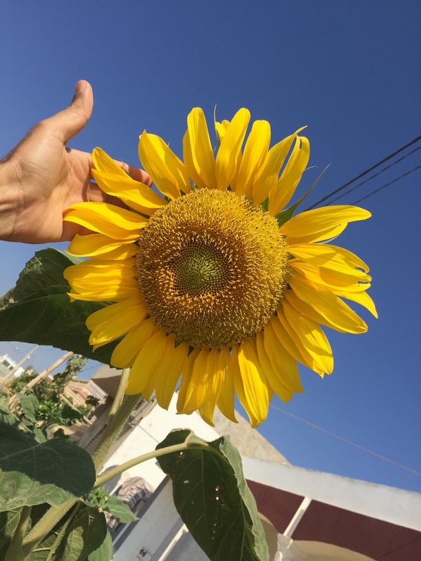 Starting Sunflowers Indoors (gardening for beginners forum at permies)