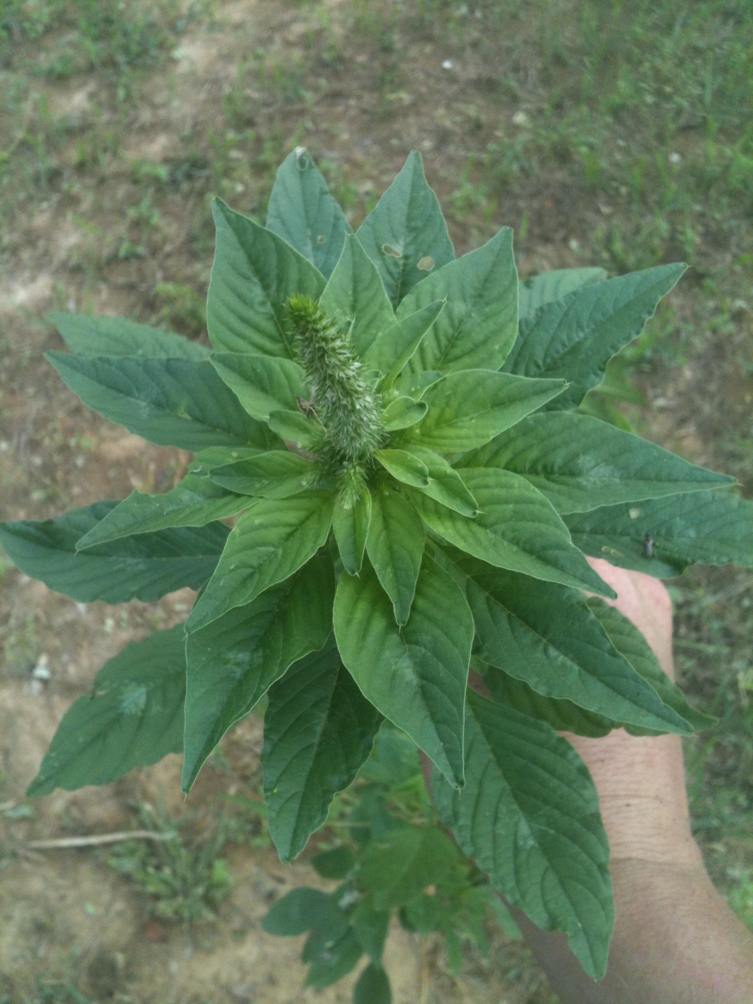 Redrooted Pigweed?( Amaranthus retroflexus?) (plants forum at permies)
