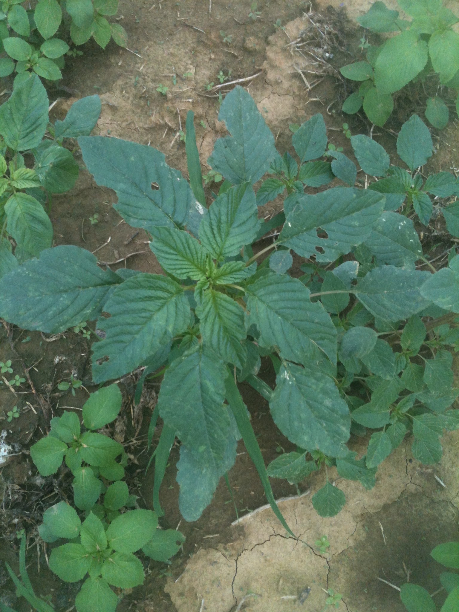 Redrooted Pigweed?( Amaranthus retroflexus?) (plants forum at permies)