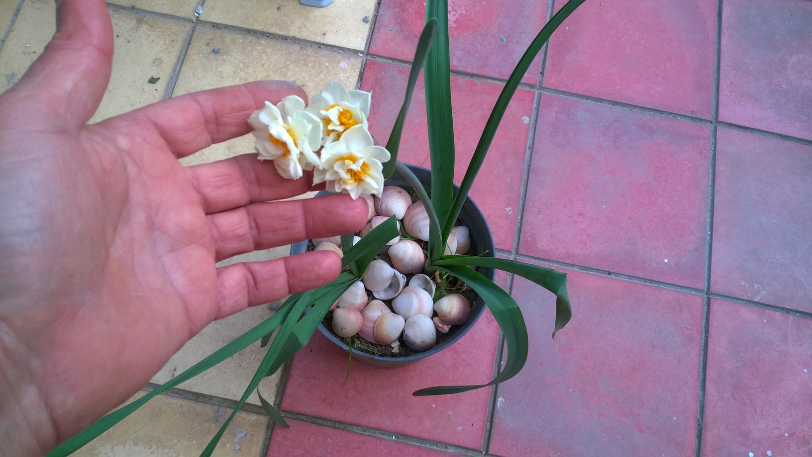 How to Grow Narcissus in Pots (flowers forum at permies)