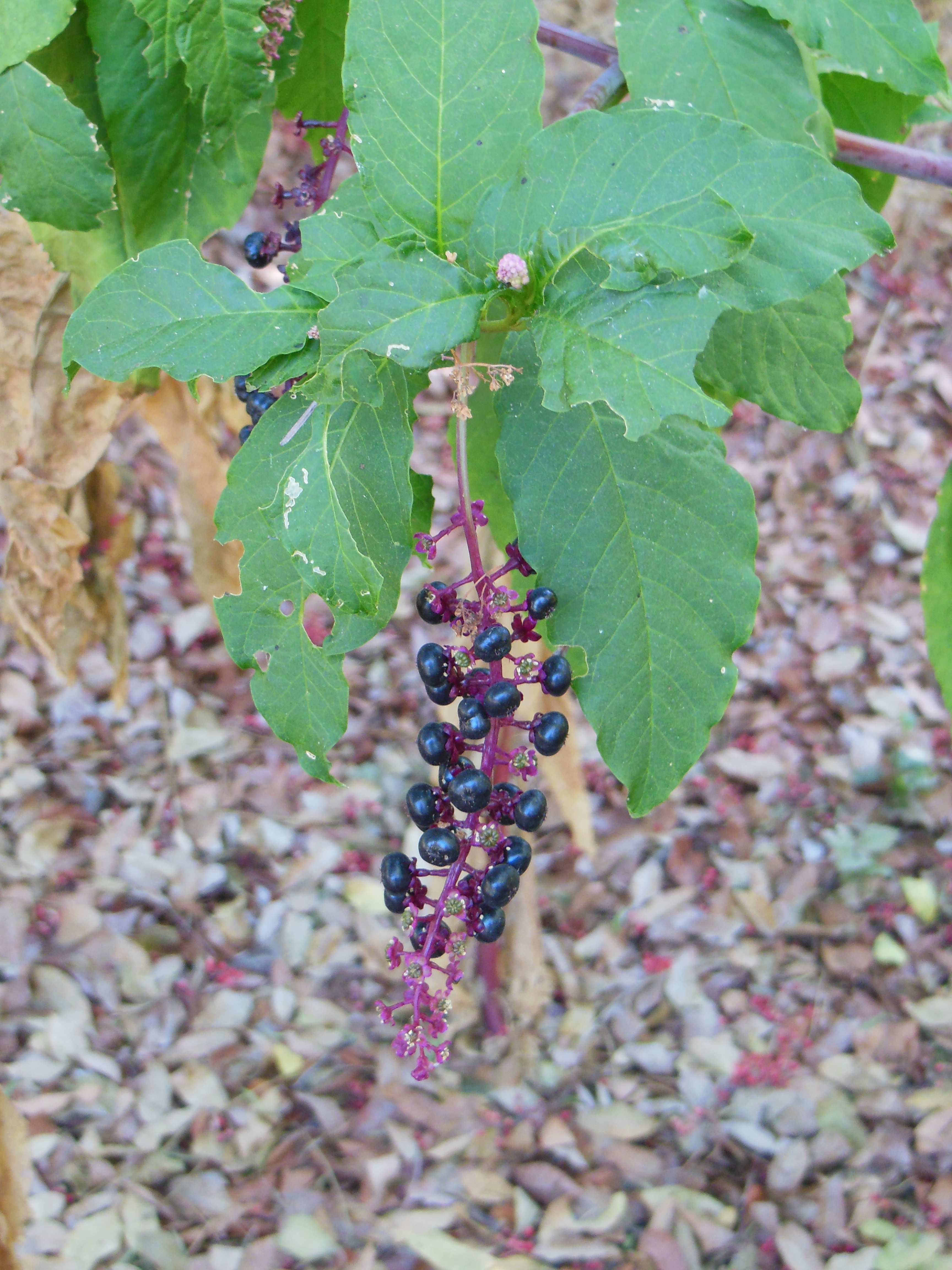 identify this berry in my Southern Cal backyard? (plants
