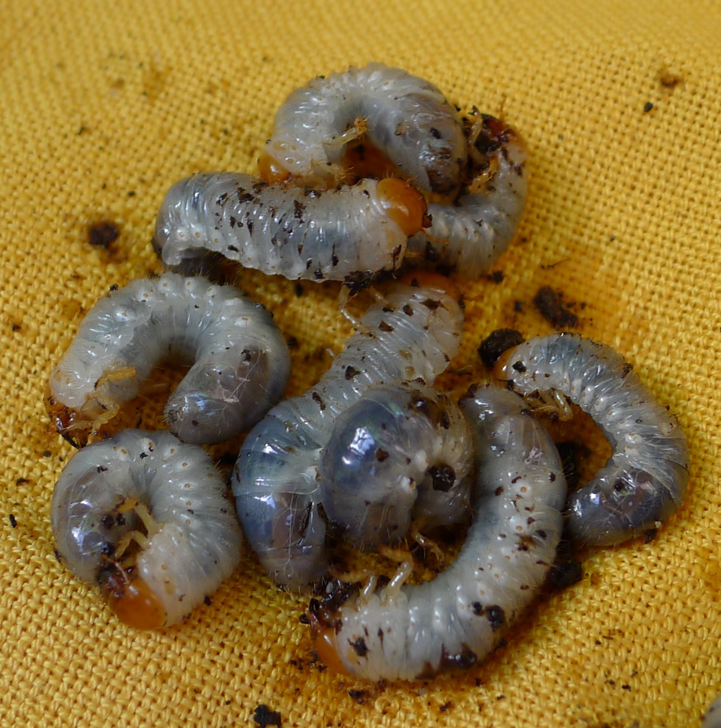 Alien cucumber worms? What are they and are they bad? (bugs forum at