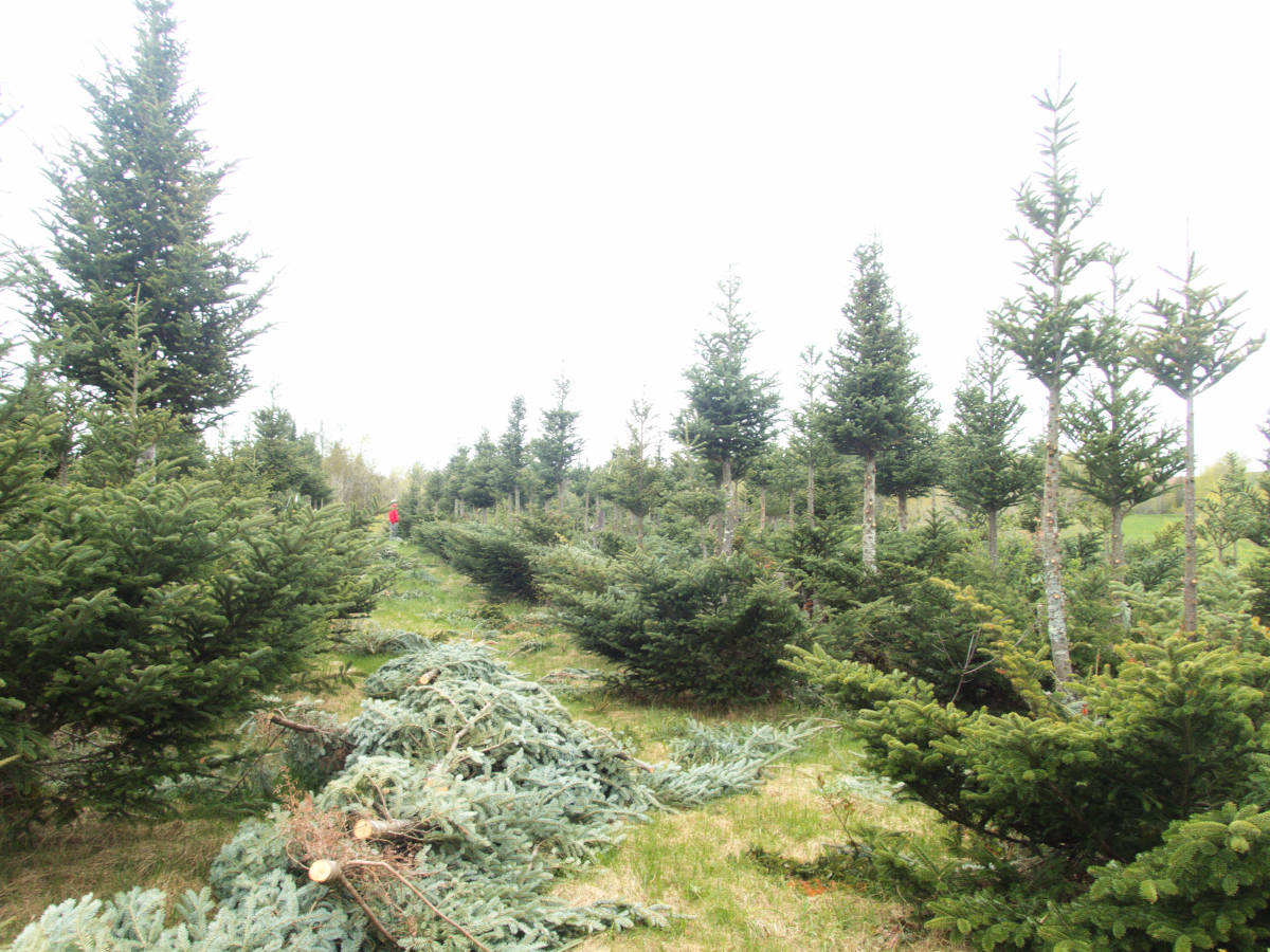 Pollard Christmas Trees (woodland forum at permies)