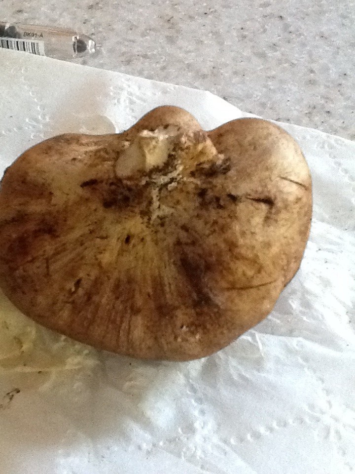 White Truffle in Oregon? (fungi forum at permies)