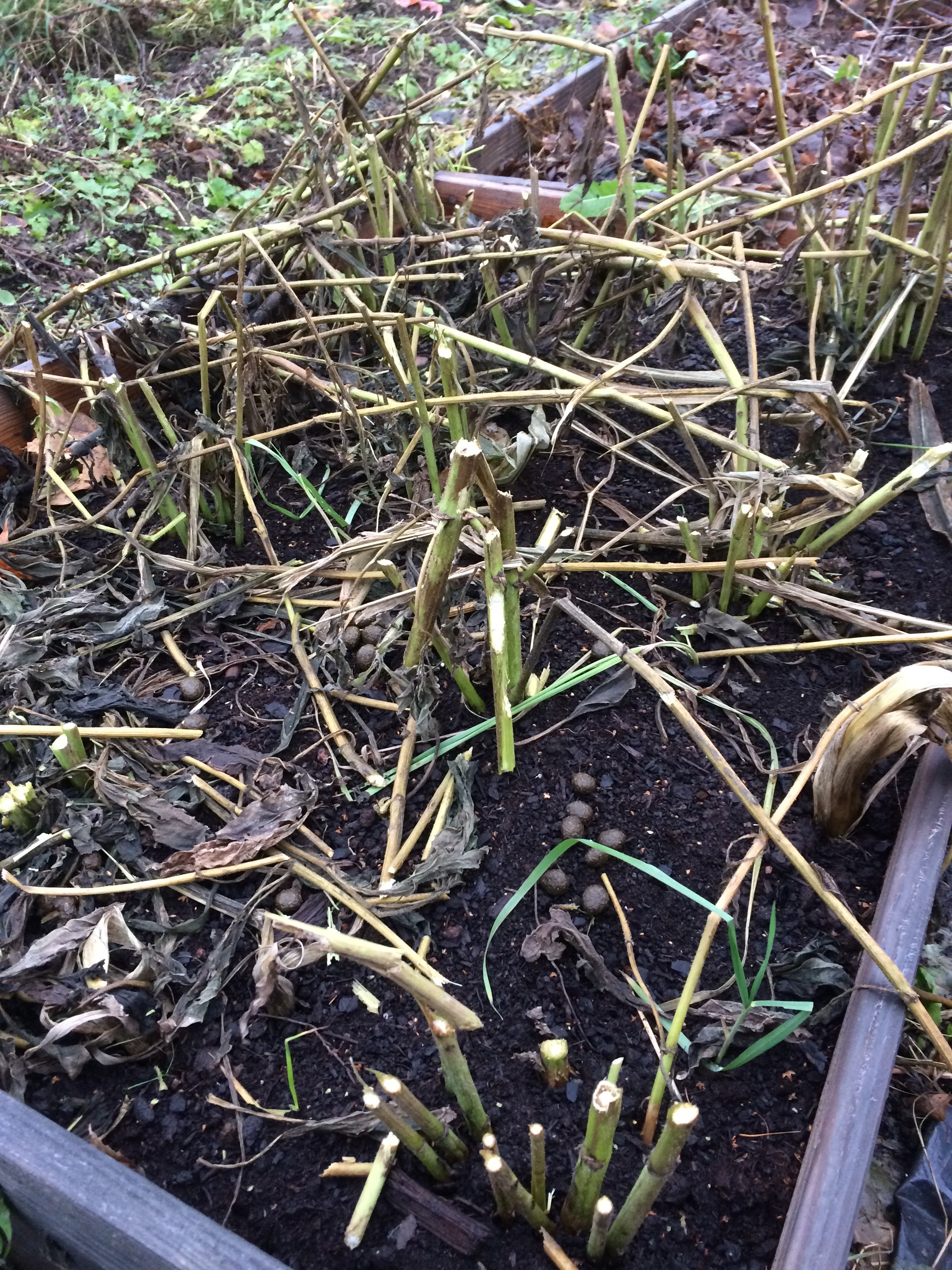 Can Rabbits Eat Artichoke Leaves at Sean Jones blog