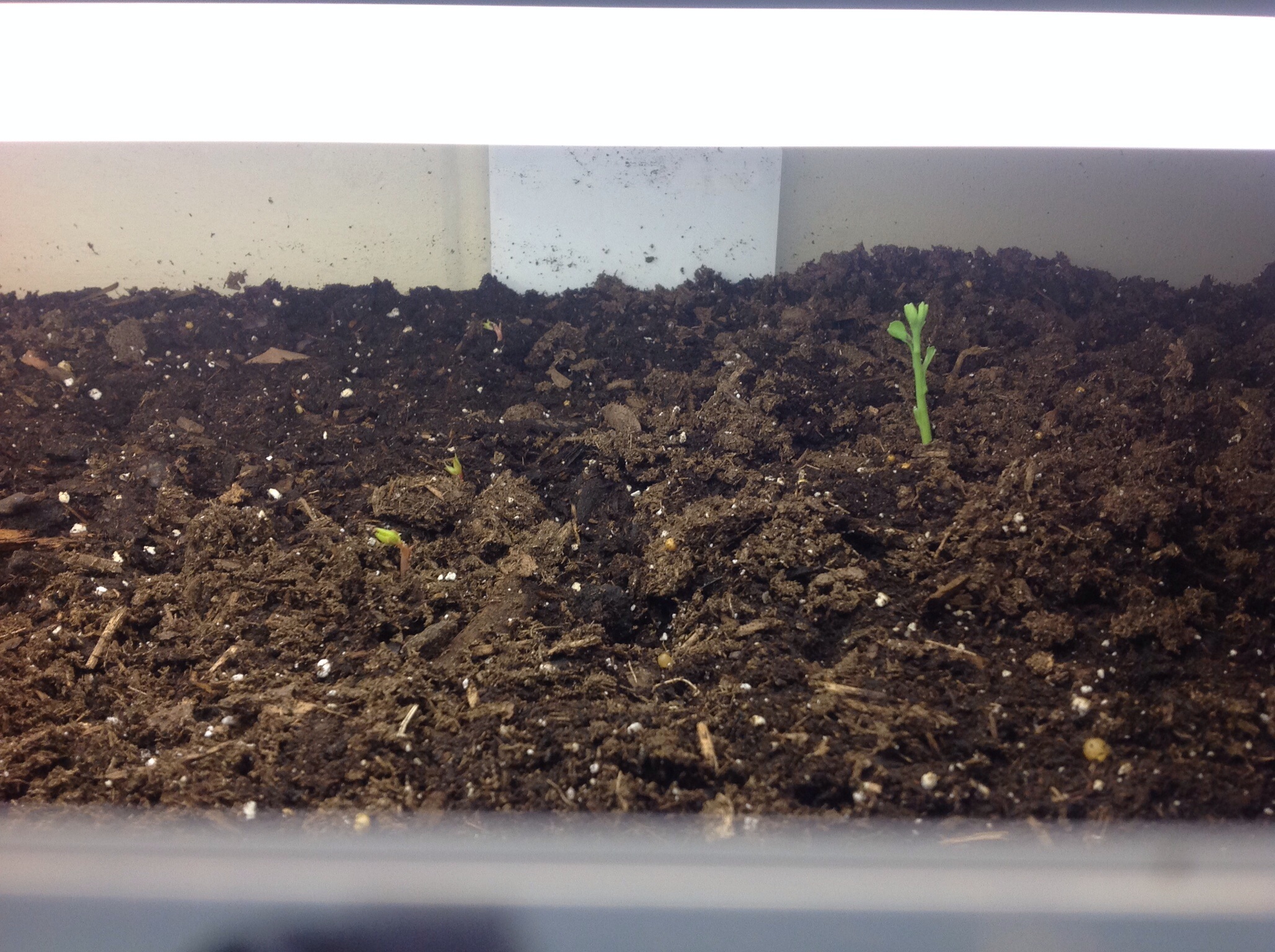 Seed stratification experiment (trees forum at permies)
