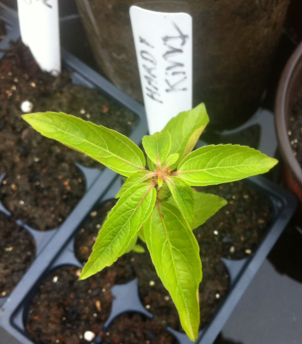 Kiwi vine lovers could this be a hardy kiwi seedling