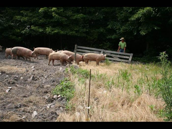 the 'sweet spot' of disturbance (pigs forum at permies)