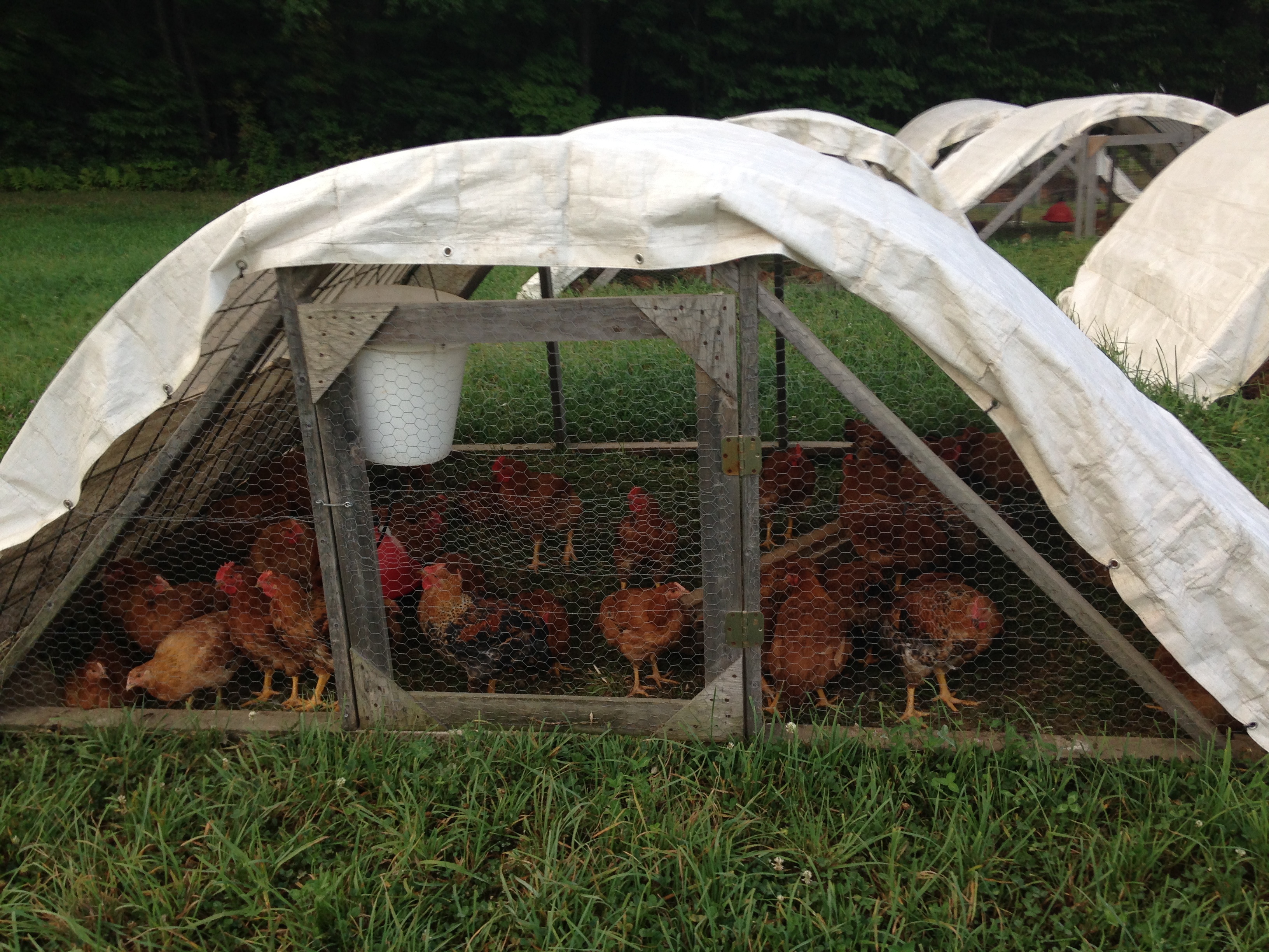 Chicken Pens, Chicken Mobiles (chickens forum at permies)