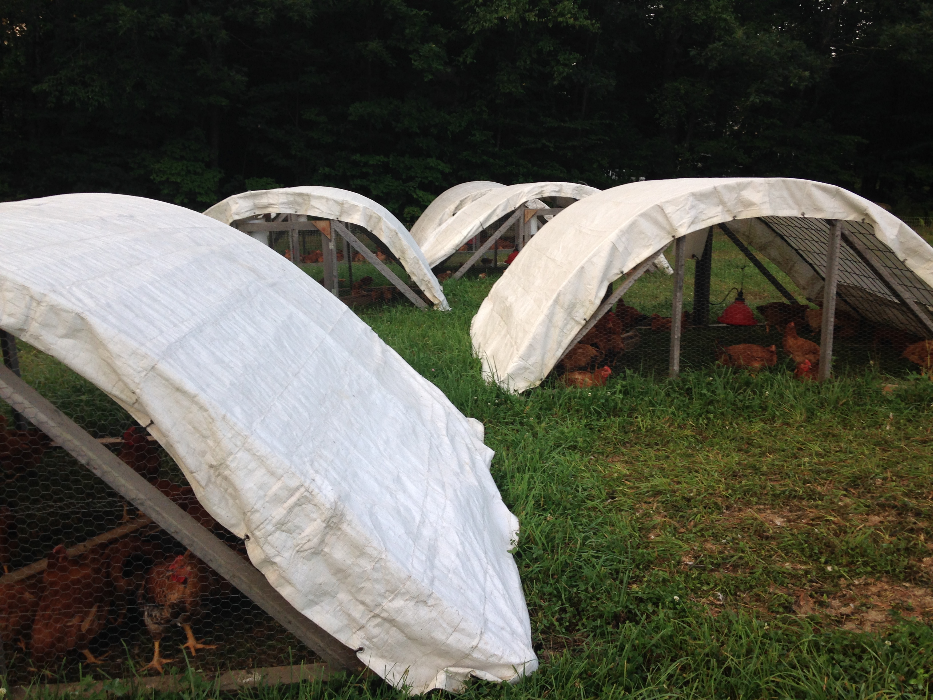 Chicken Pens, Chicken Mobiles (chickens forum at permies)