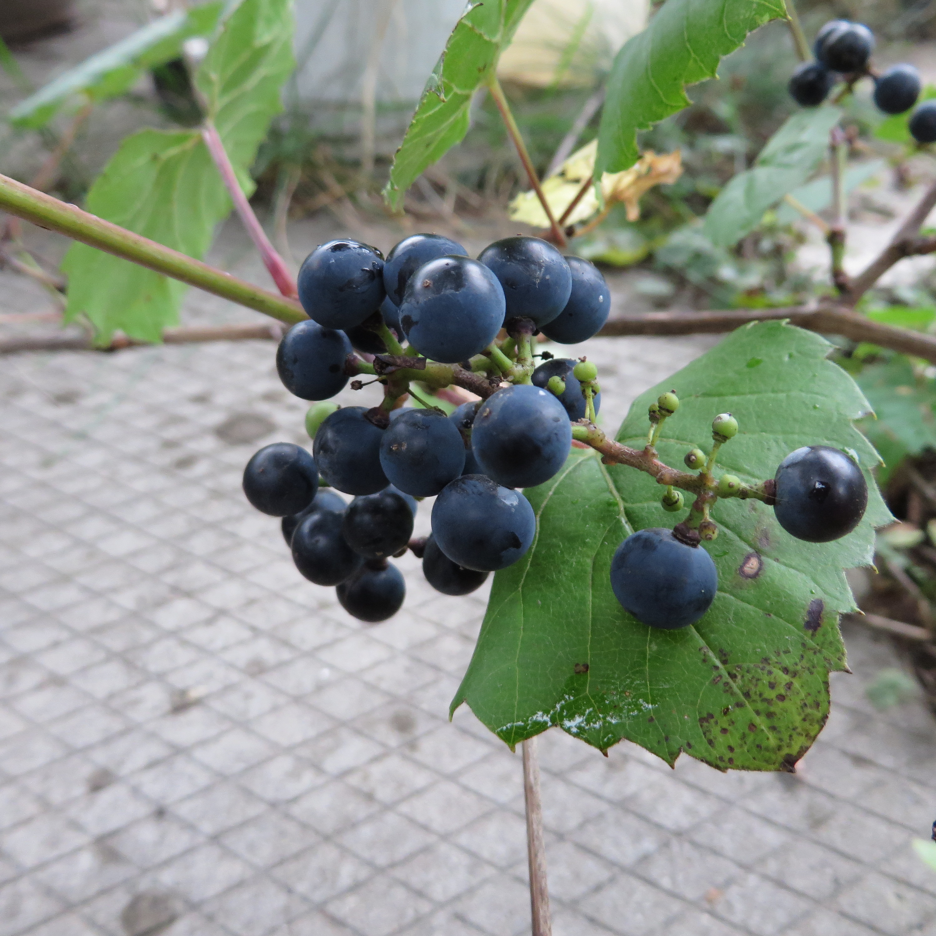 Please help with plant identification (plants forum at
