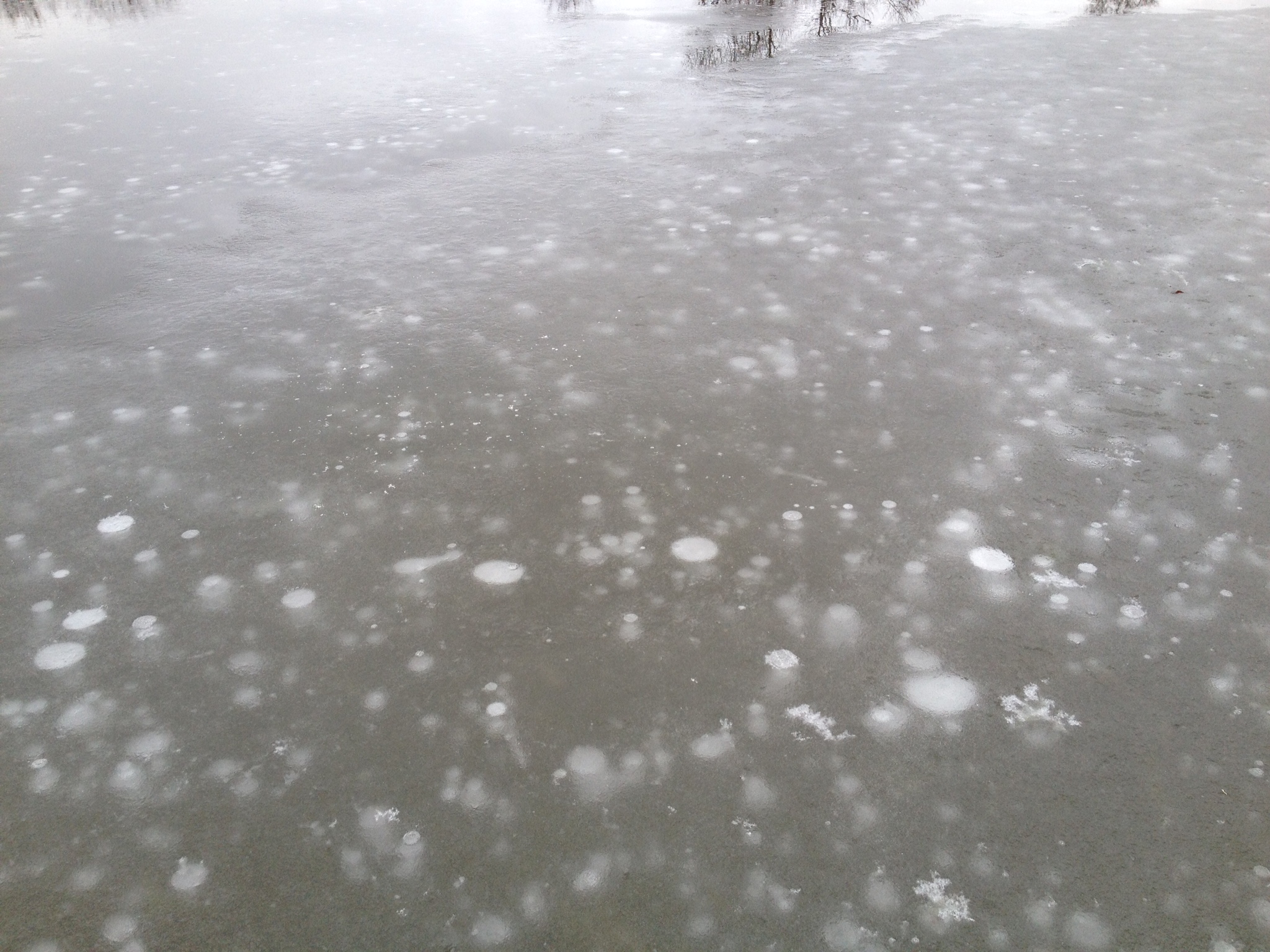 Are bubbles a sign of pond health? (ponds forum at permies)