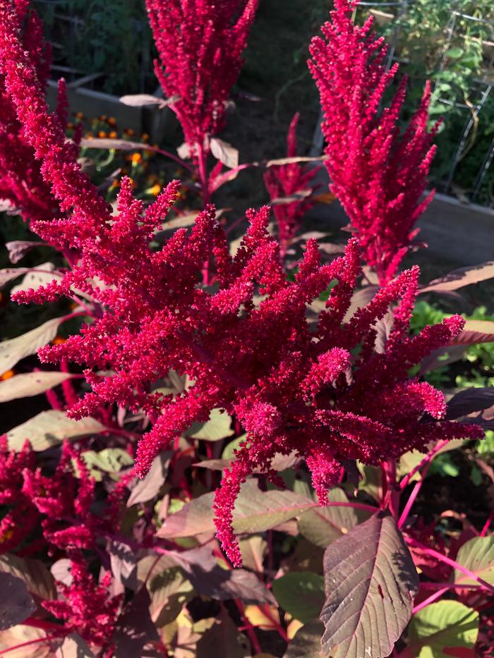 Amazing Amaranth (plants forum at permies)