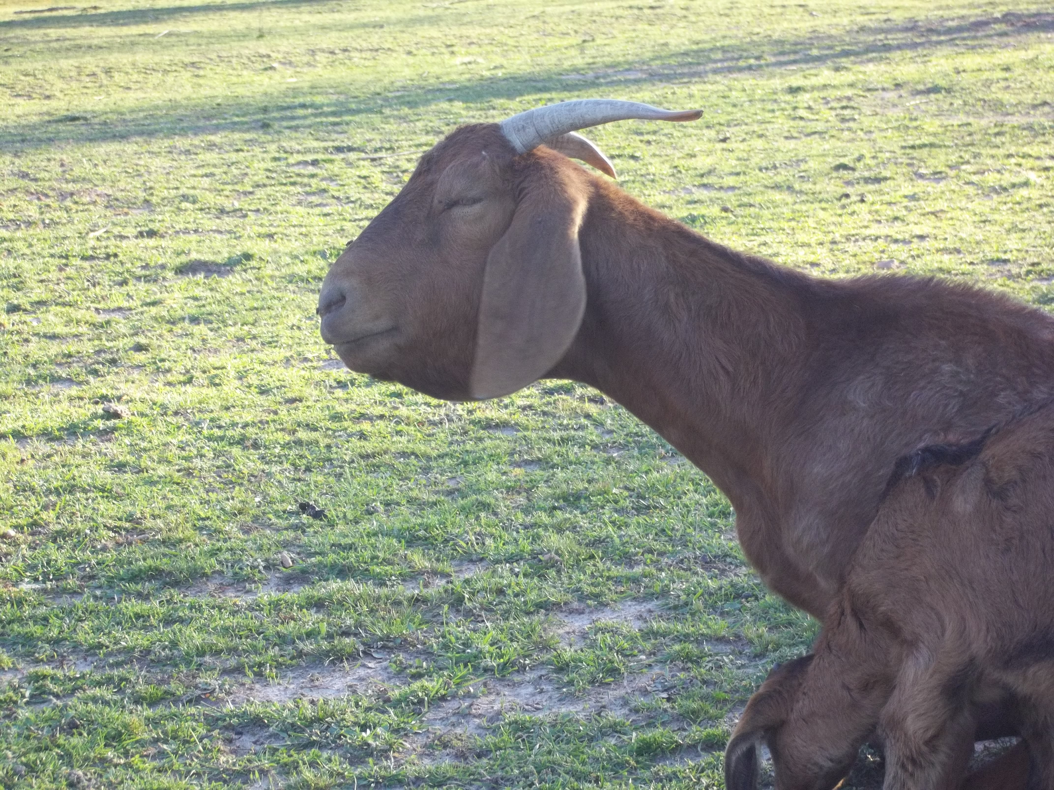 Is this Bottle Jaw? Swelling on a few of my goats... (goats forum at