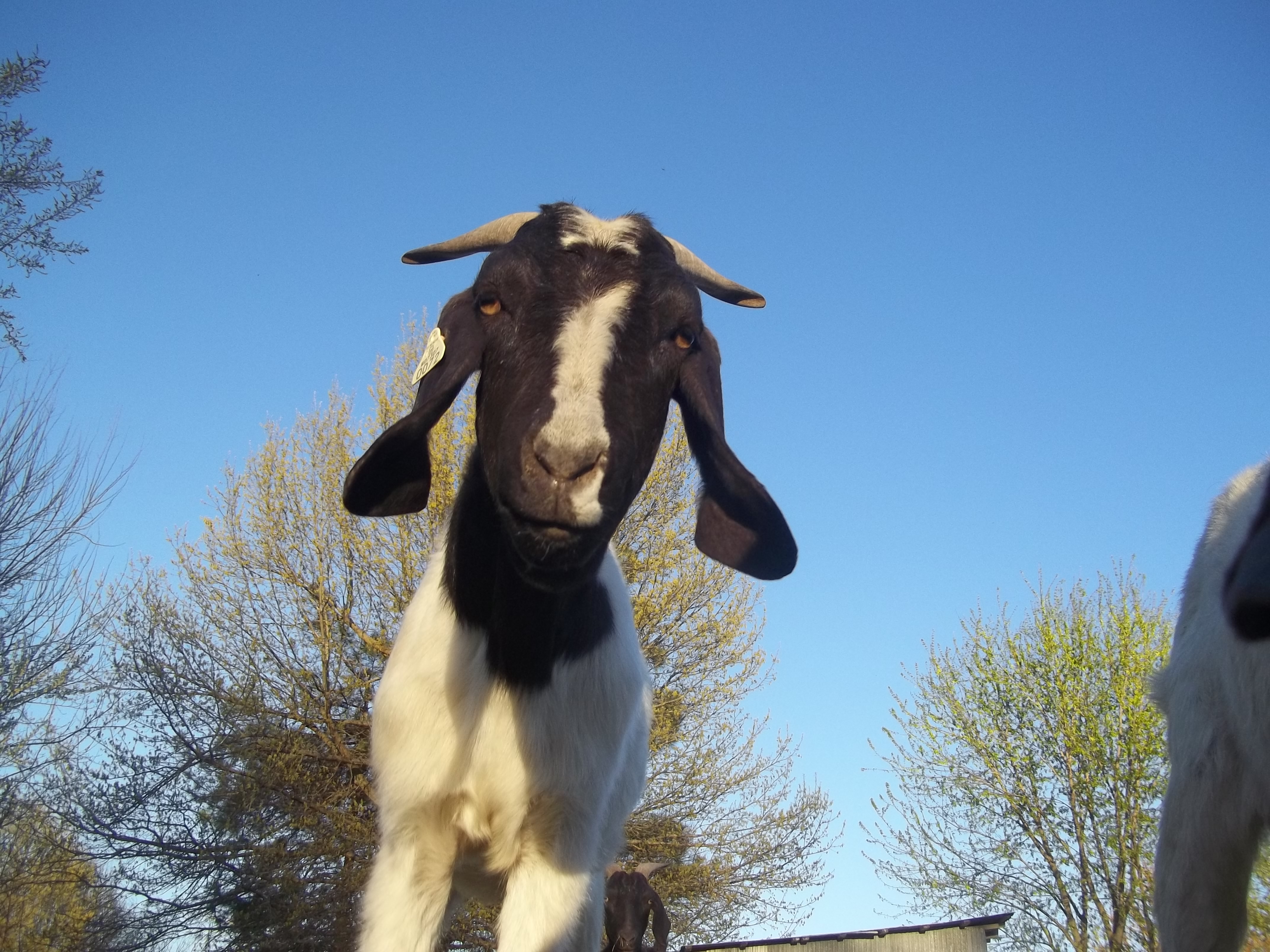 Is this Bottle Jaw? Swelling on a few of my goats... (goats forum at