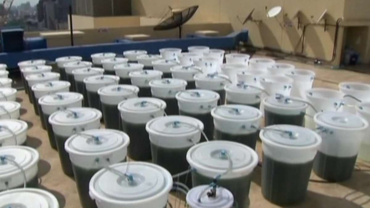 growing spirulina in closed loop photobioreactor on roof tops (plants