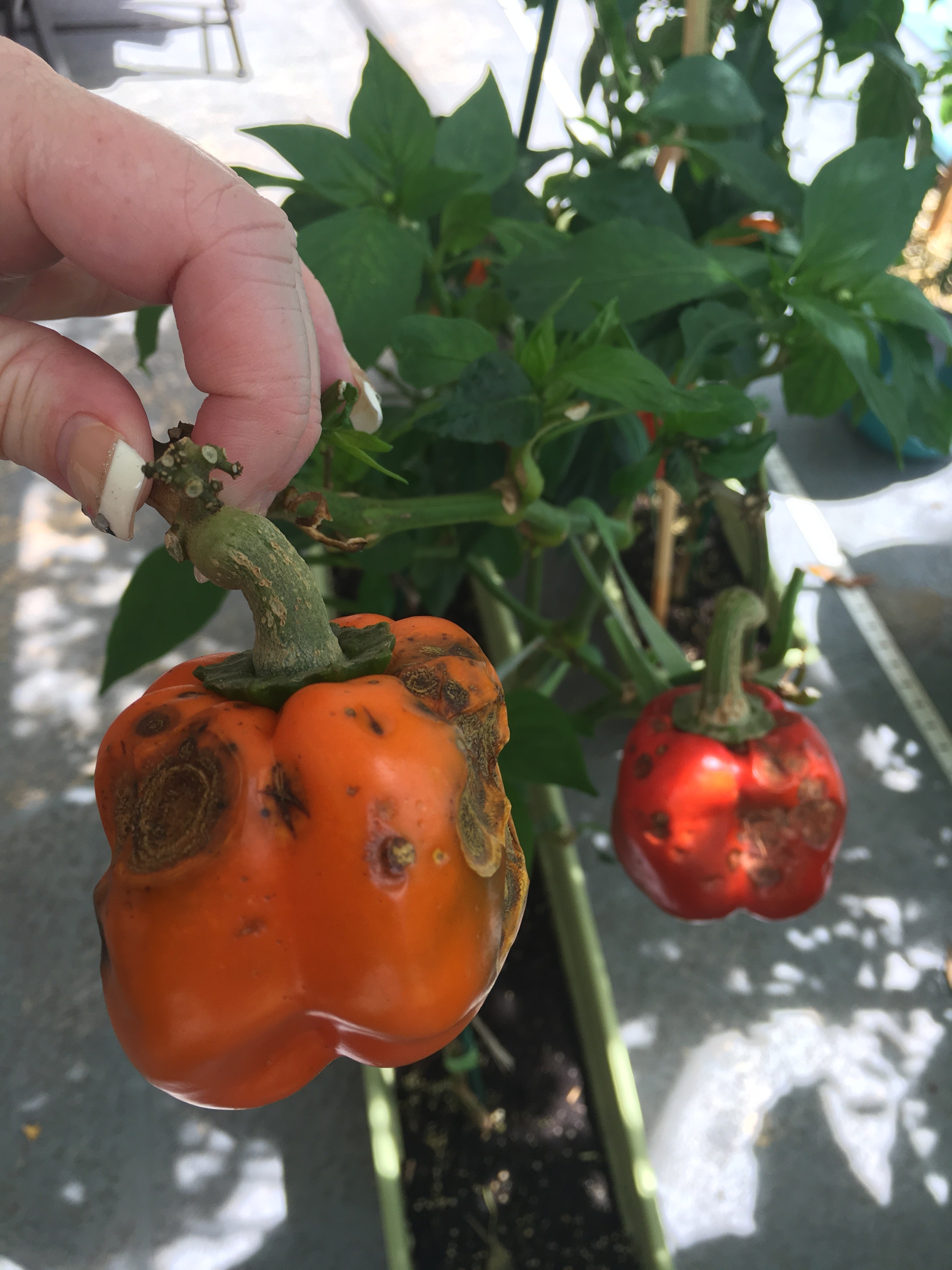 Brown spots on peppers, before they're fully ripe.. HELP (plants forum