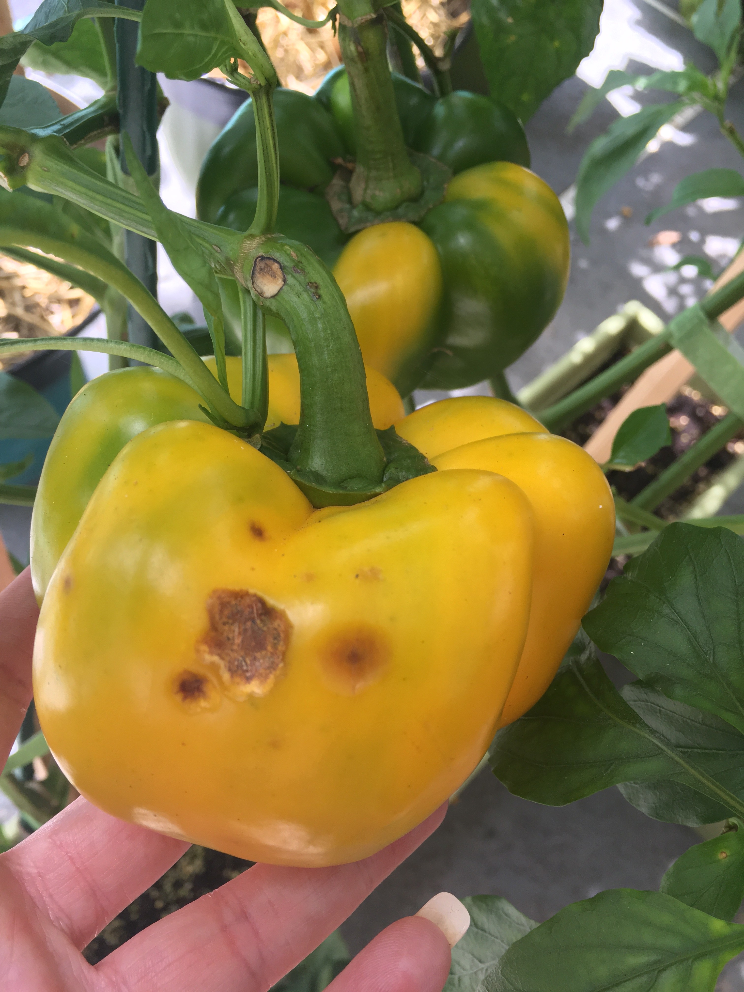 Brown spots on peppers, before they're fully ripe.. HELP (plants forum