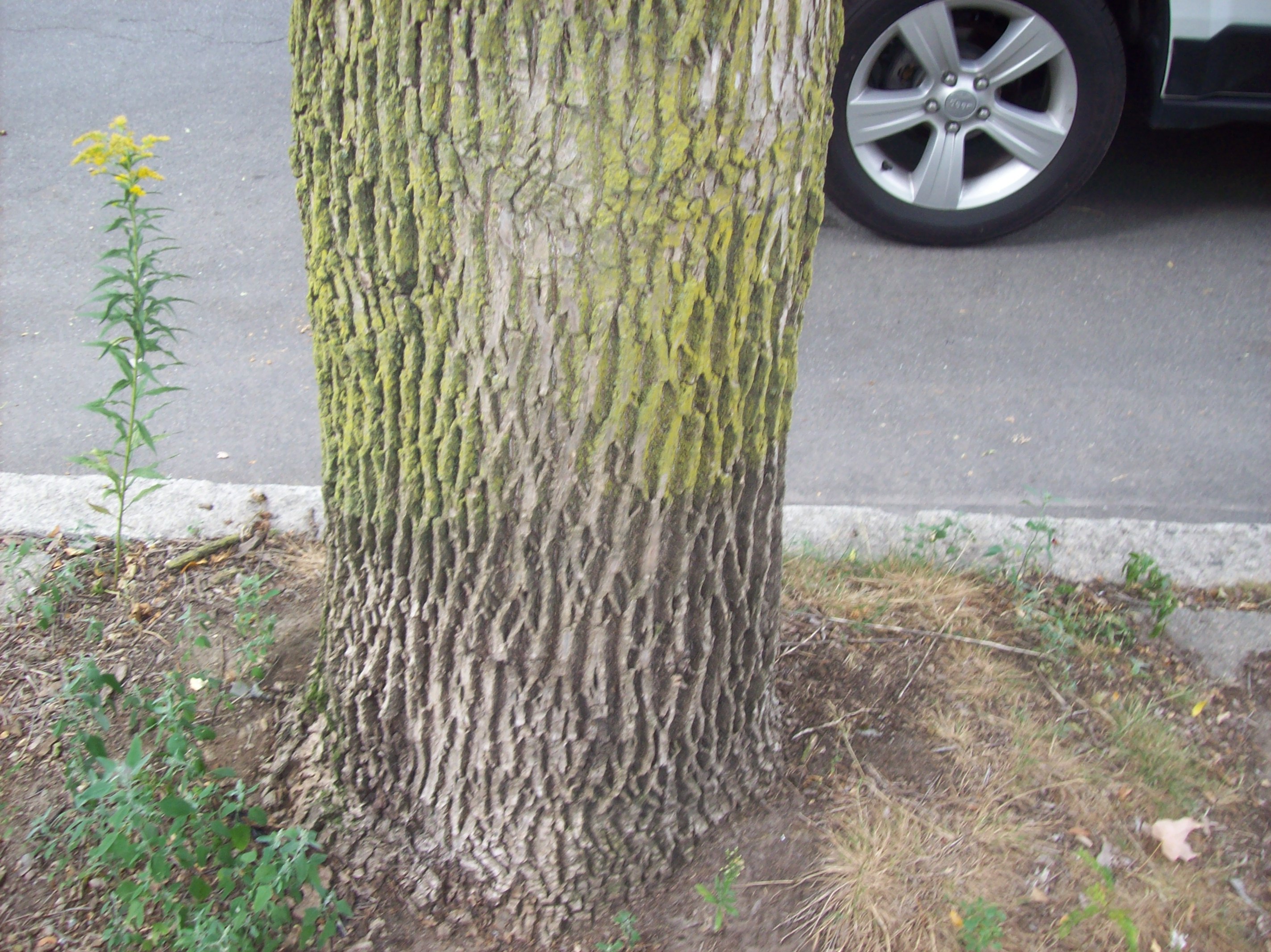 Ash Tree? (trees forum at permies)