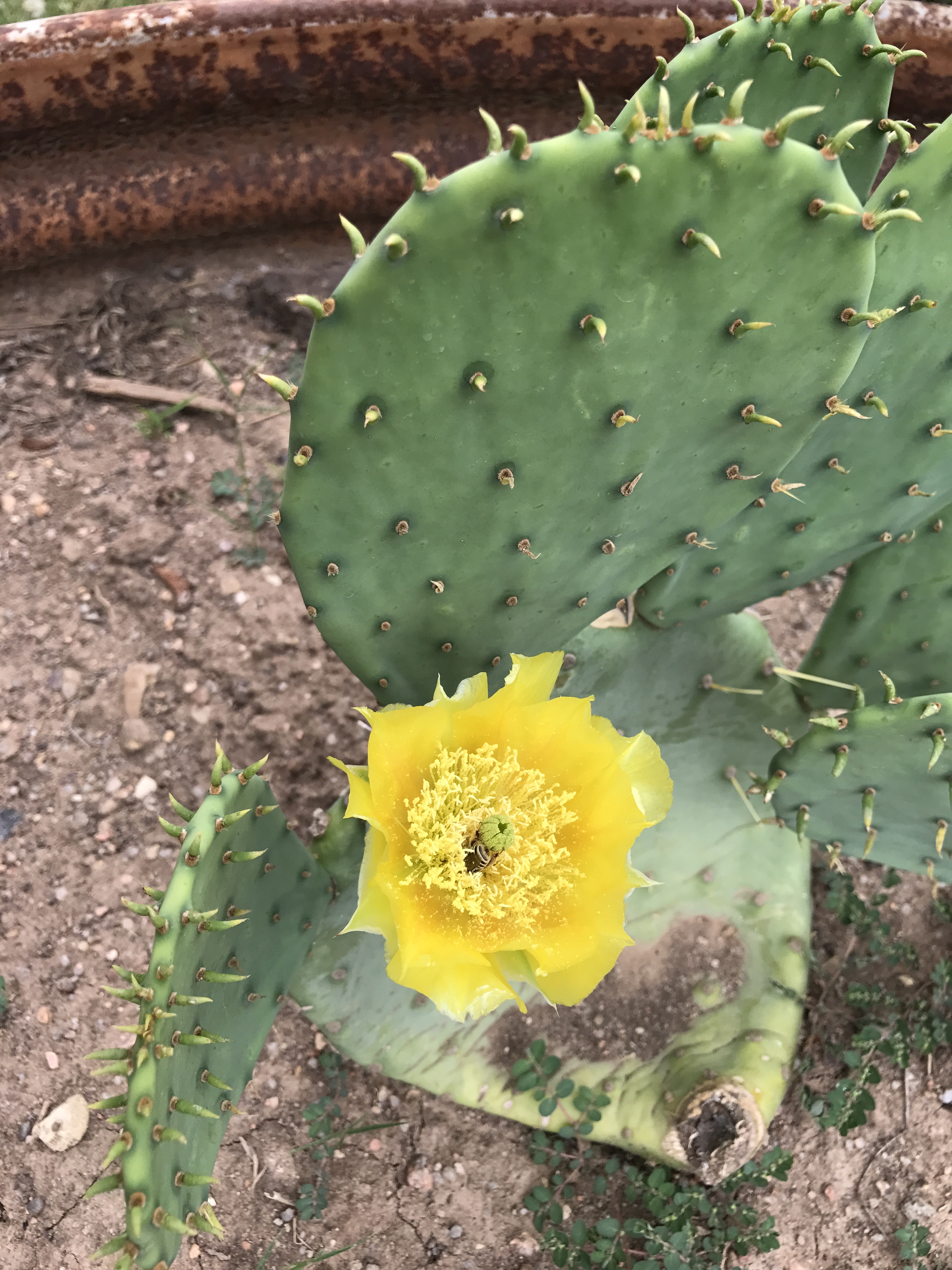 Paddle Cactus, Nopales.... my quest for lots of fruits to help control