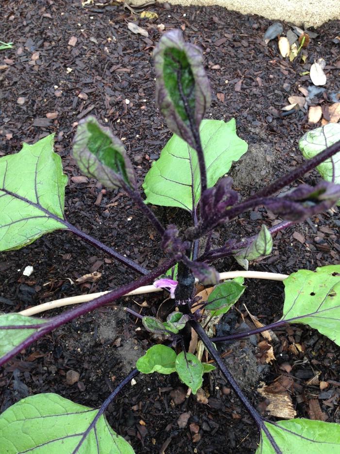 Eggplant and Tomatoes with bad leaf curl, sick plants. (gardening for