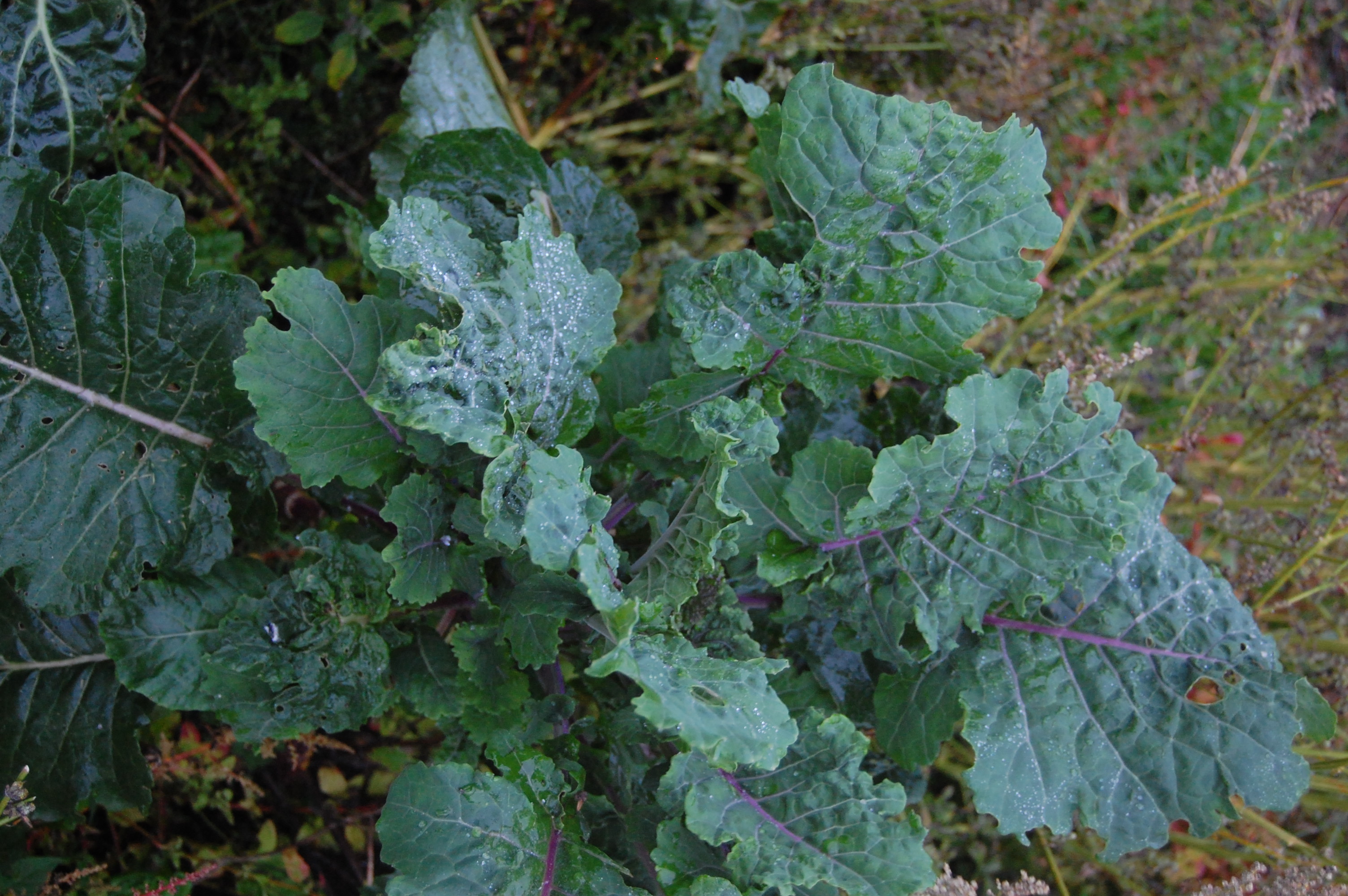Perennial Kale (plants forum at permies)