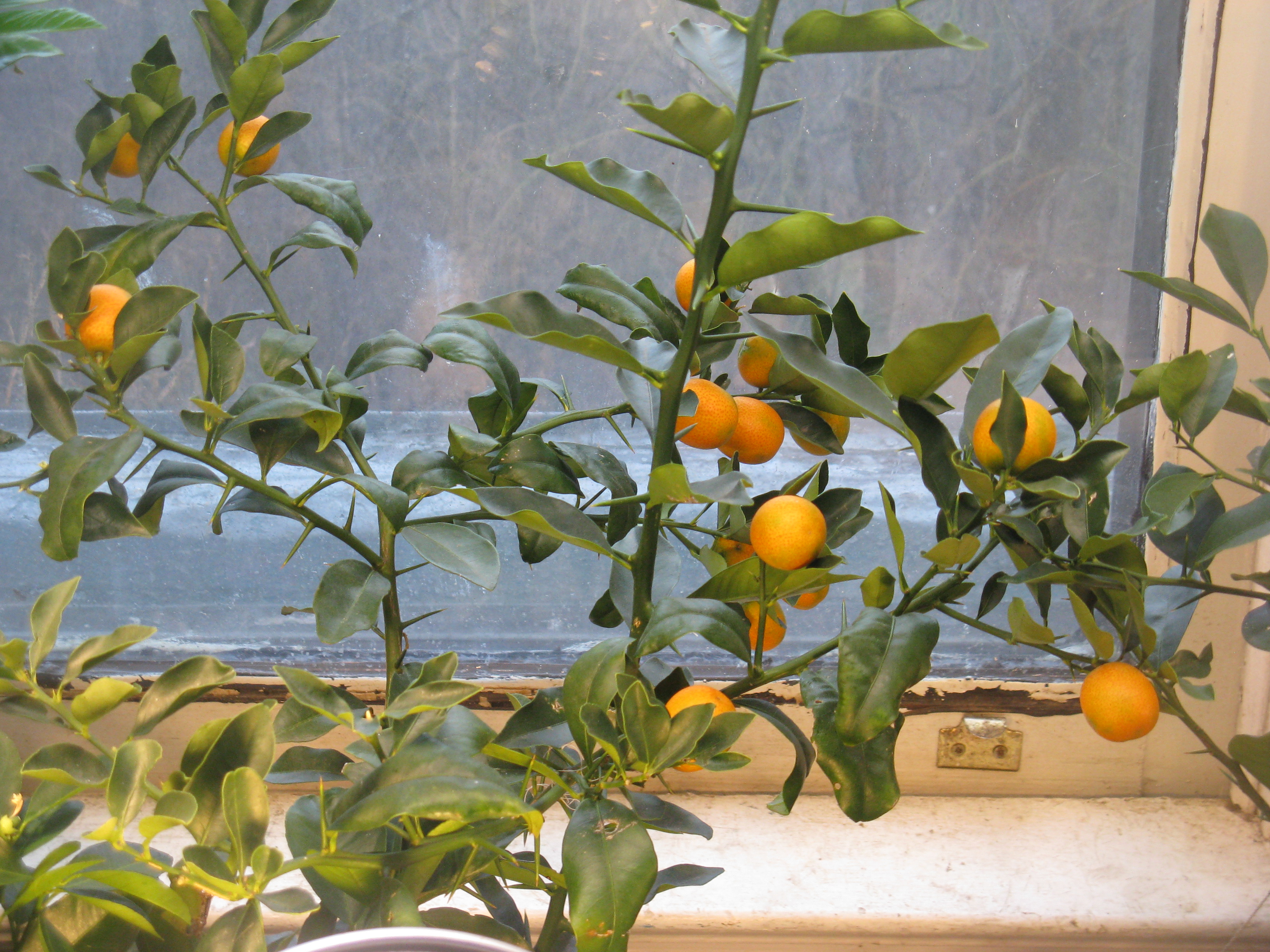 Good fruit/nut/edible trees to grow from seed (fruittrees forum at