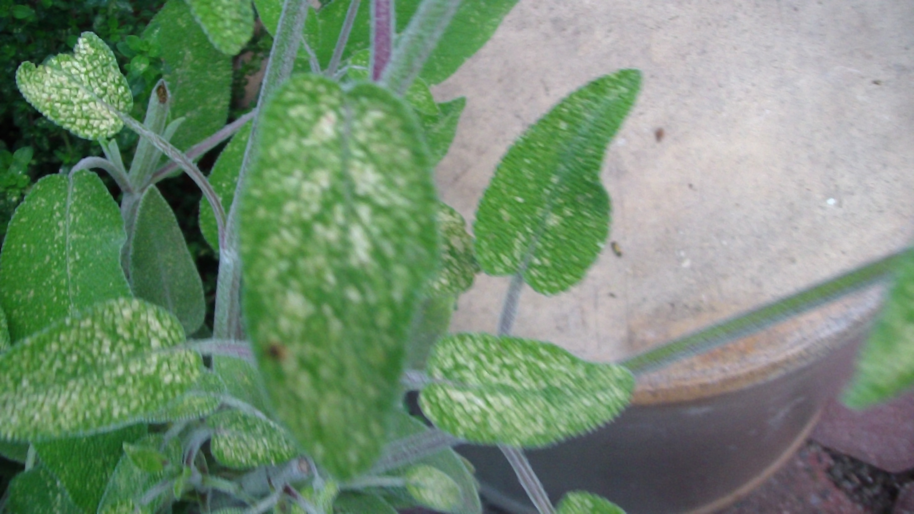 Yellow spots on Mediterranean herb leaves ? forum at permies)