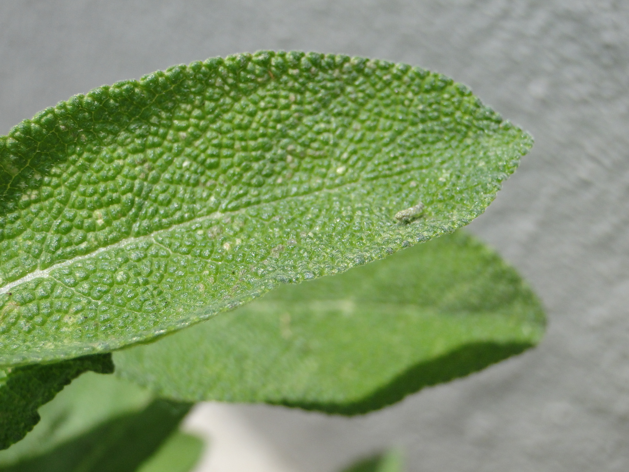 Mint Leaves Yellow Brown Spots Herbs and Food Recipes