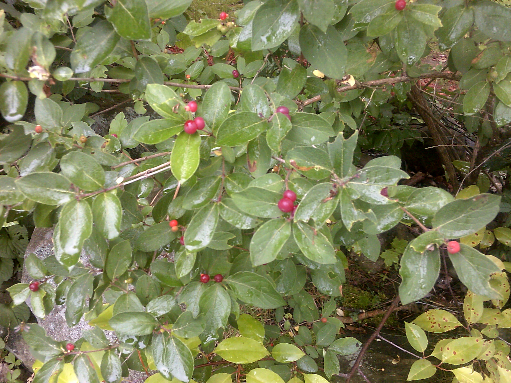Please help me ID two berry bushes (berries forum at permies)
